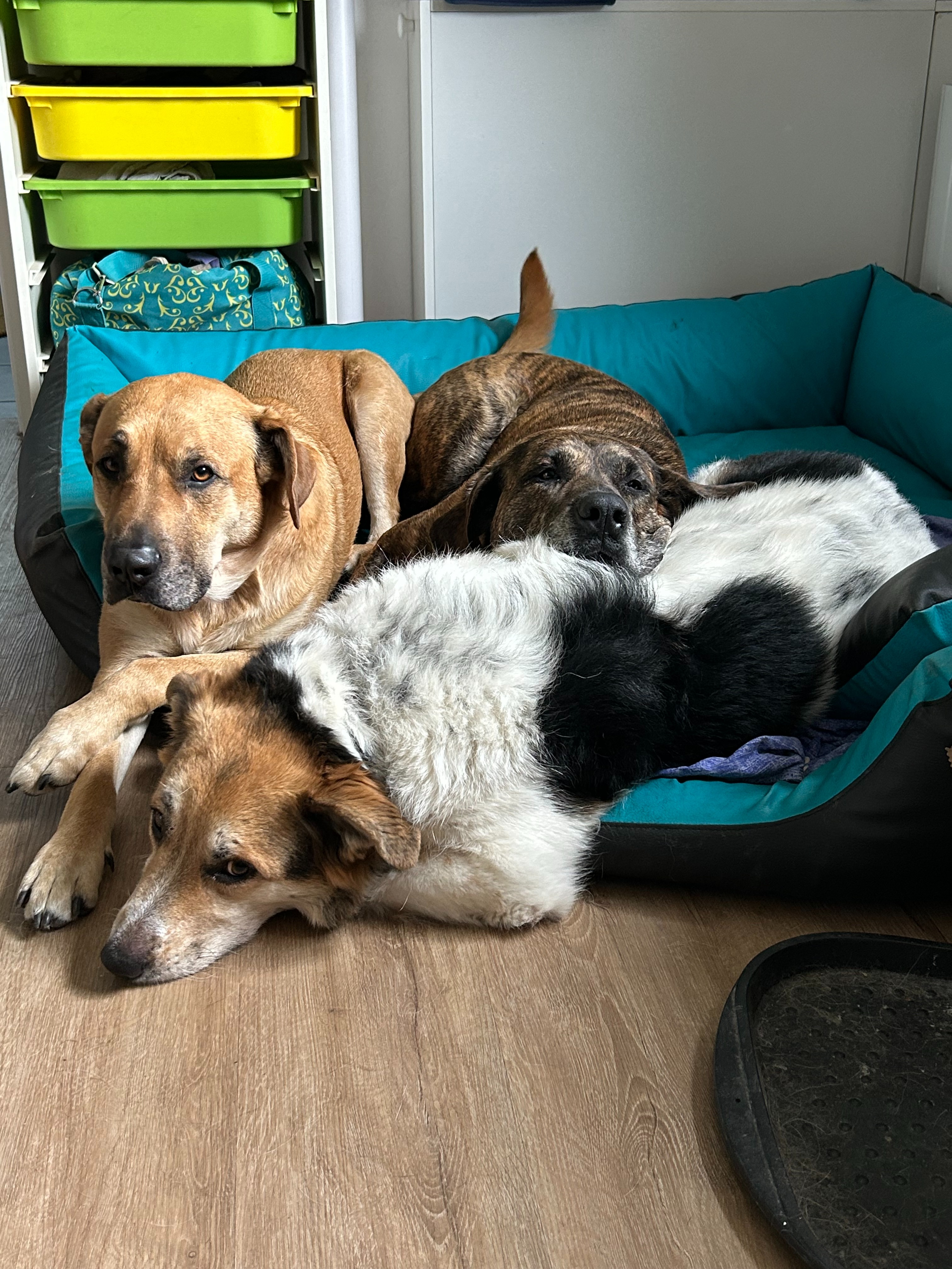 Alone after a car accident: kids, dogs & a broken shoulder campaign photo, 5 of 8