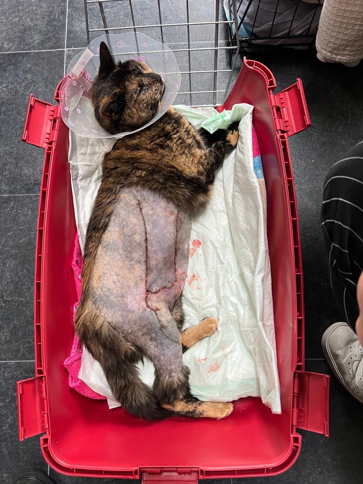 Help Cece make a full recovery campaign photo, 4 of 7