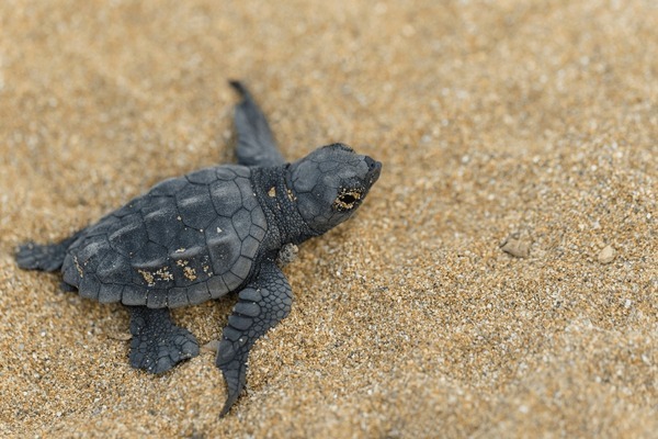 Help me save sea turtles in Kefalonia! campaign photo, 7 of 8