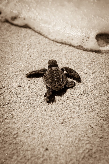 Help me save sea turtles in Kefalonia! campaign photo, 2 of 8