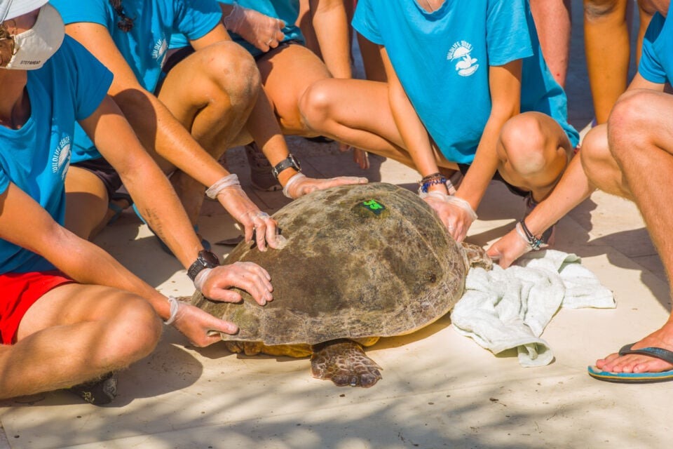 Help me save sea turtles in Kefalonia! campaign photo, 4 of 8