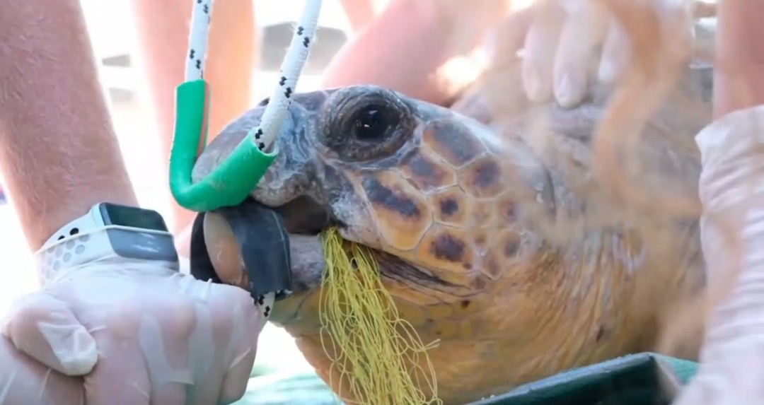 Help me save sea turtles in Kefalonia! campaign photo, 6 of 8