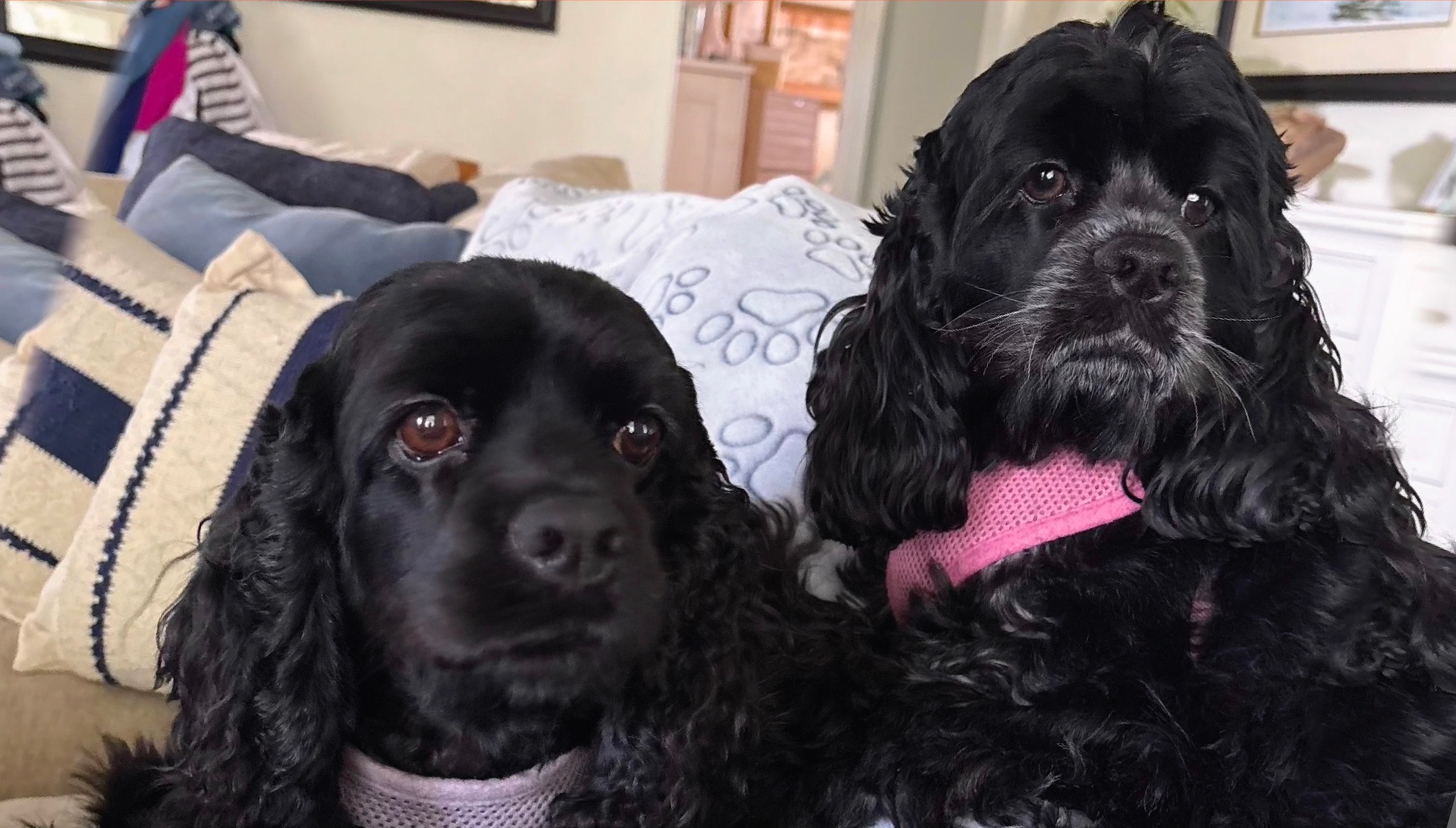 Please help our sister's rescued pup to see again! campaign photo, 7 of 8