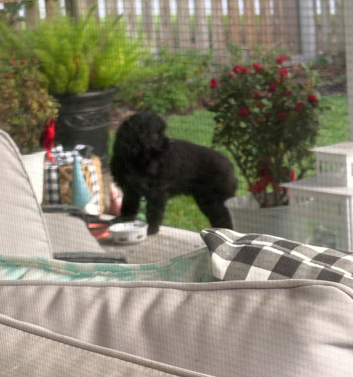 Please help our sister's rescued pup to see again! campaign photo, 2 of 8