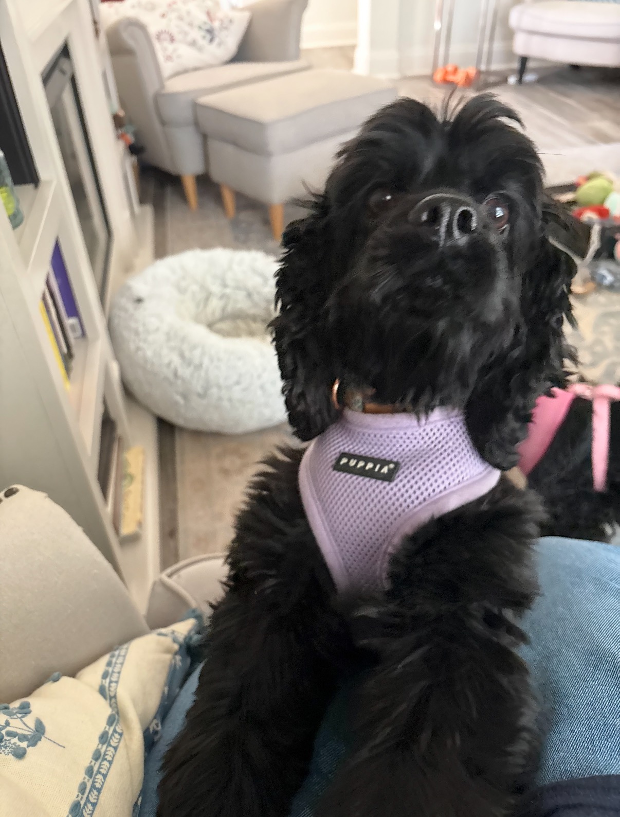 Please help our sister's rescued pup to see again! campaign photo, 4 of 8
