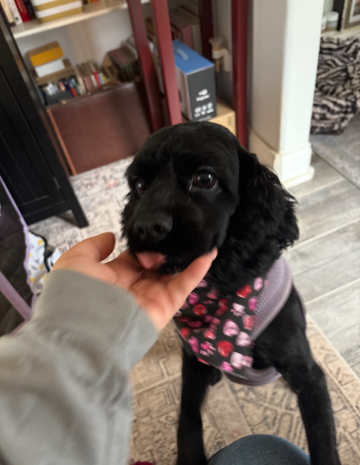 Please help our sister's rescued pup to see again! campaign photo, 6 of 8
