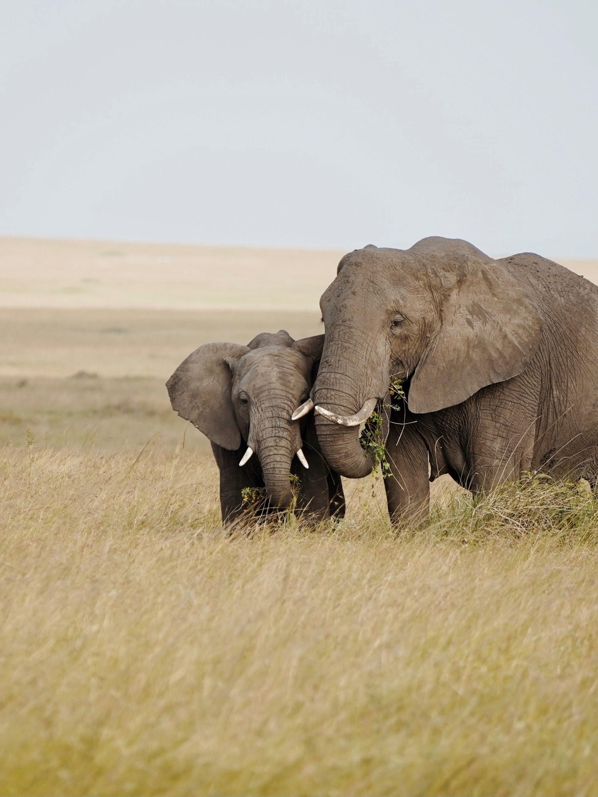 Marathon in the Mara: Support Rangers, Wildlife, and Locals campaign photo, 2 of 8