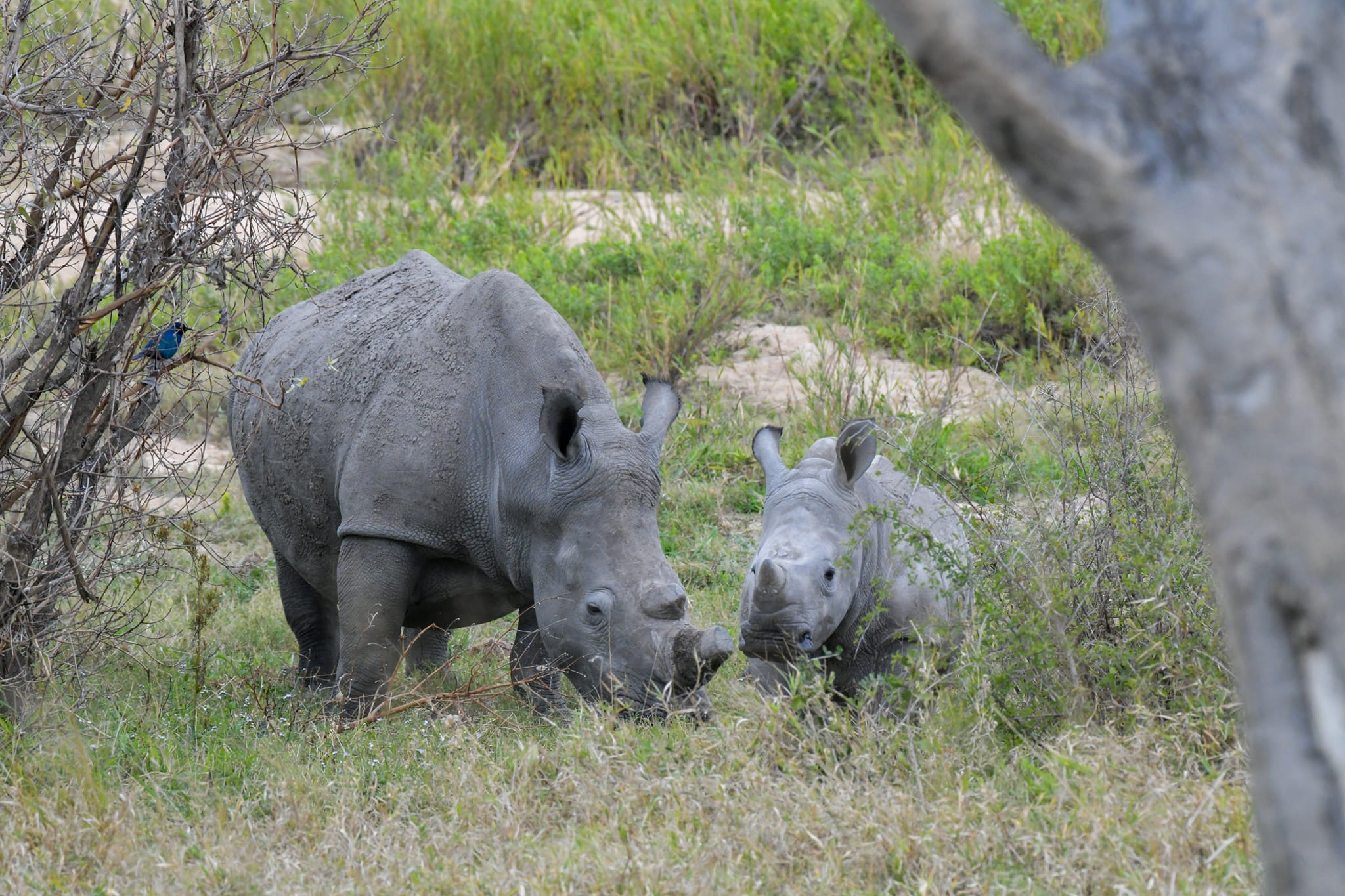  We're raising money for SPEAR NPO, Supporting JEMU  campaign photo, 2 of 4