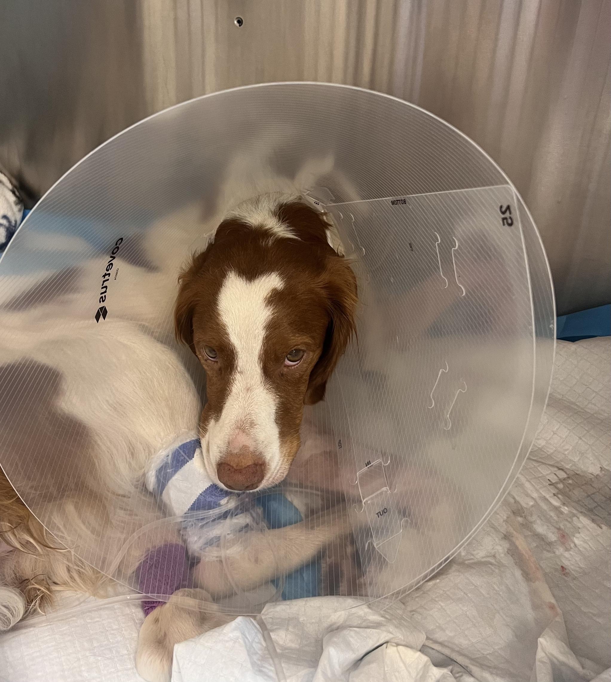 Help Kola Recover from Her Severe Injury campaign photo, 7 of 8