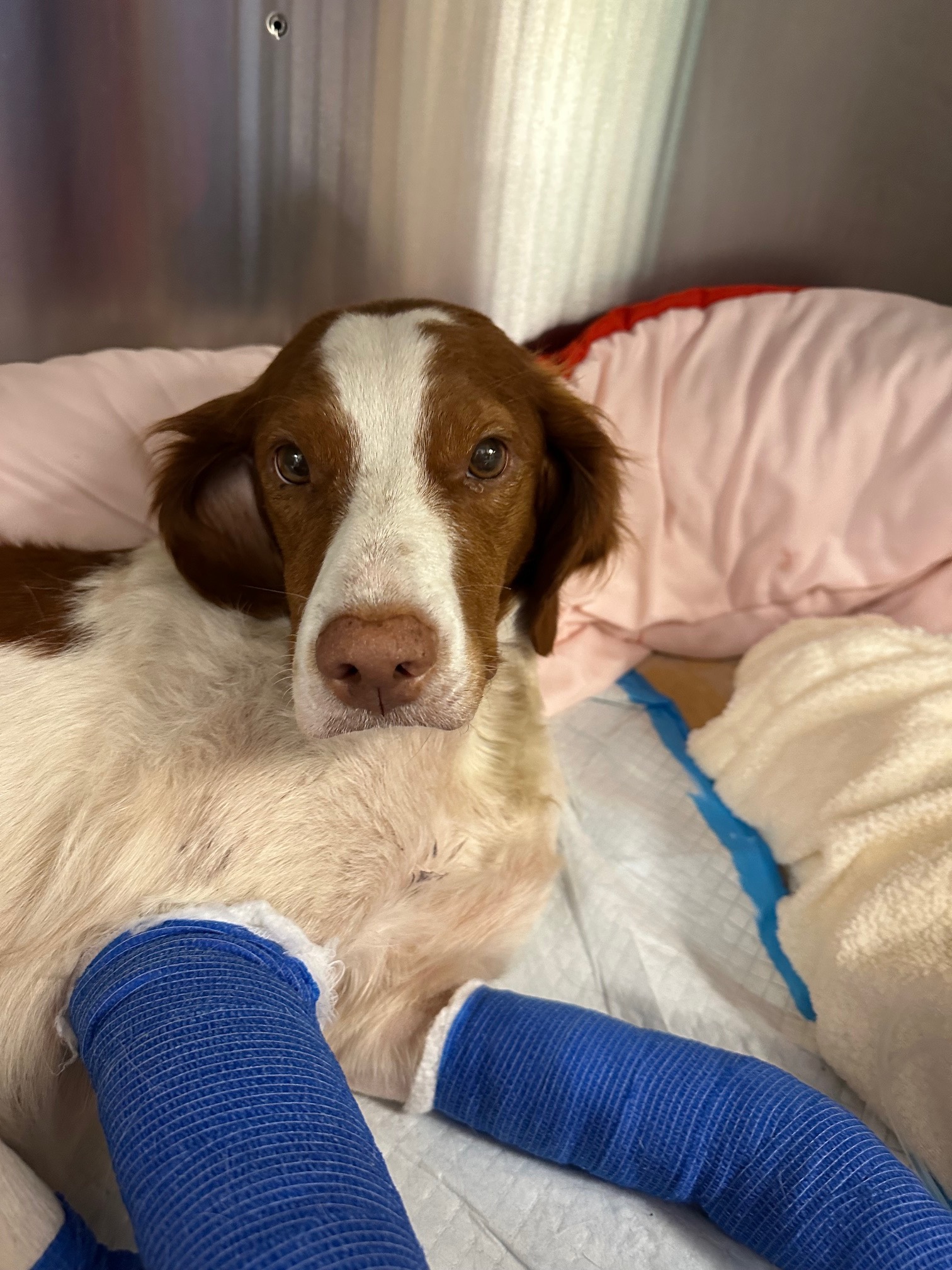 Help Kola Recover from Her Severe Injury campaign photo, 2 of 8