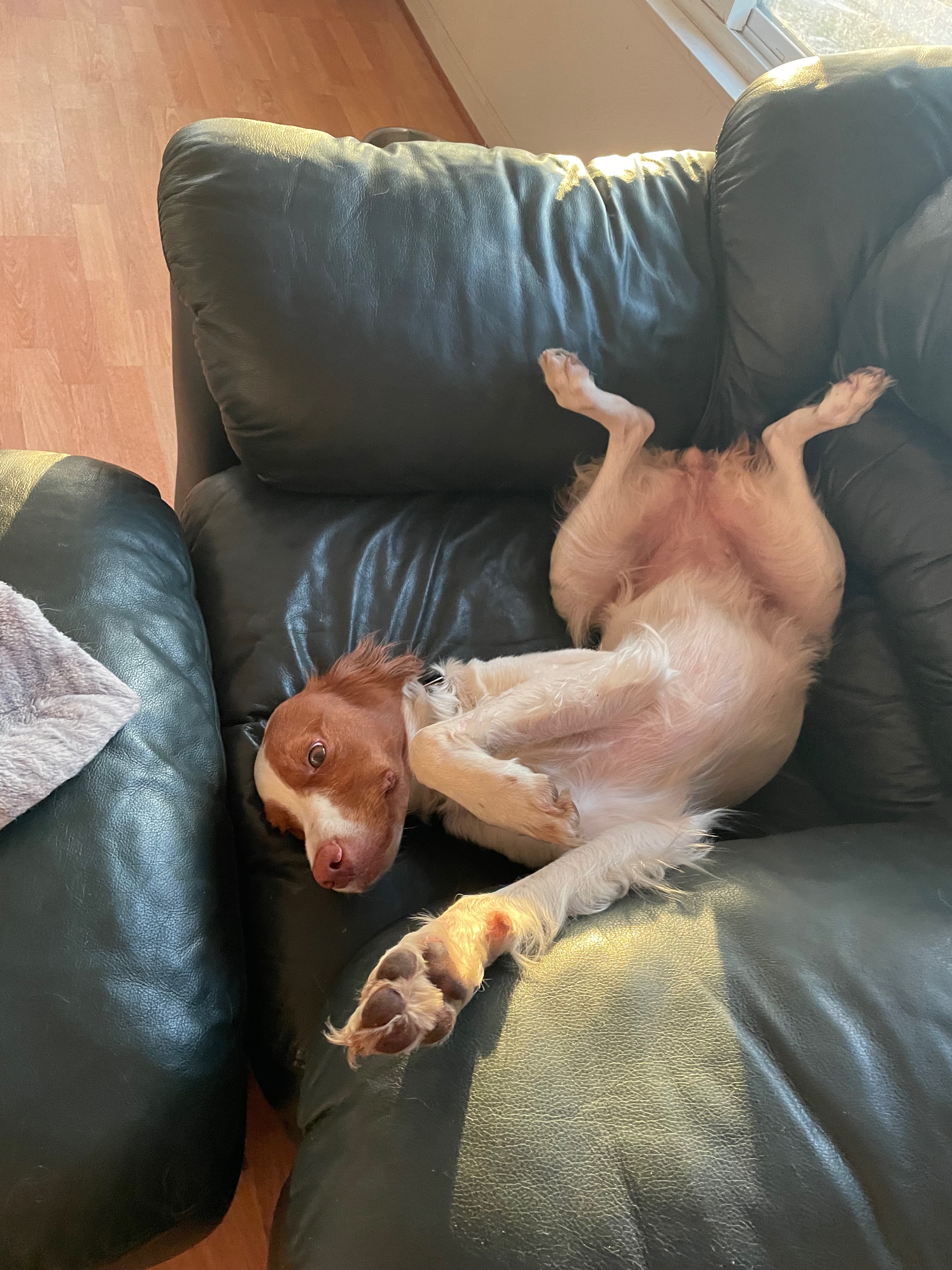 Help Kola Recover from Her Severe Injury campaign photo, 4 of 8