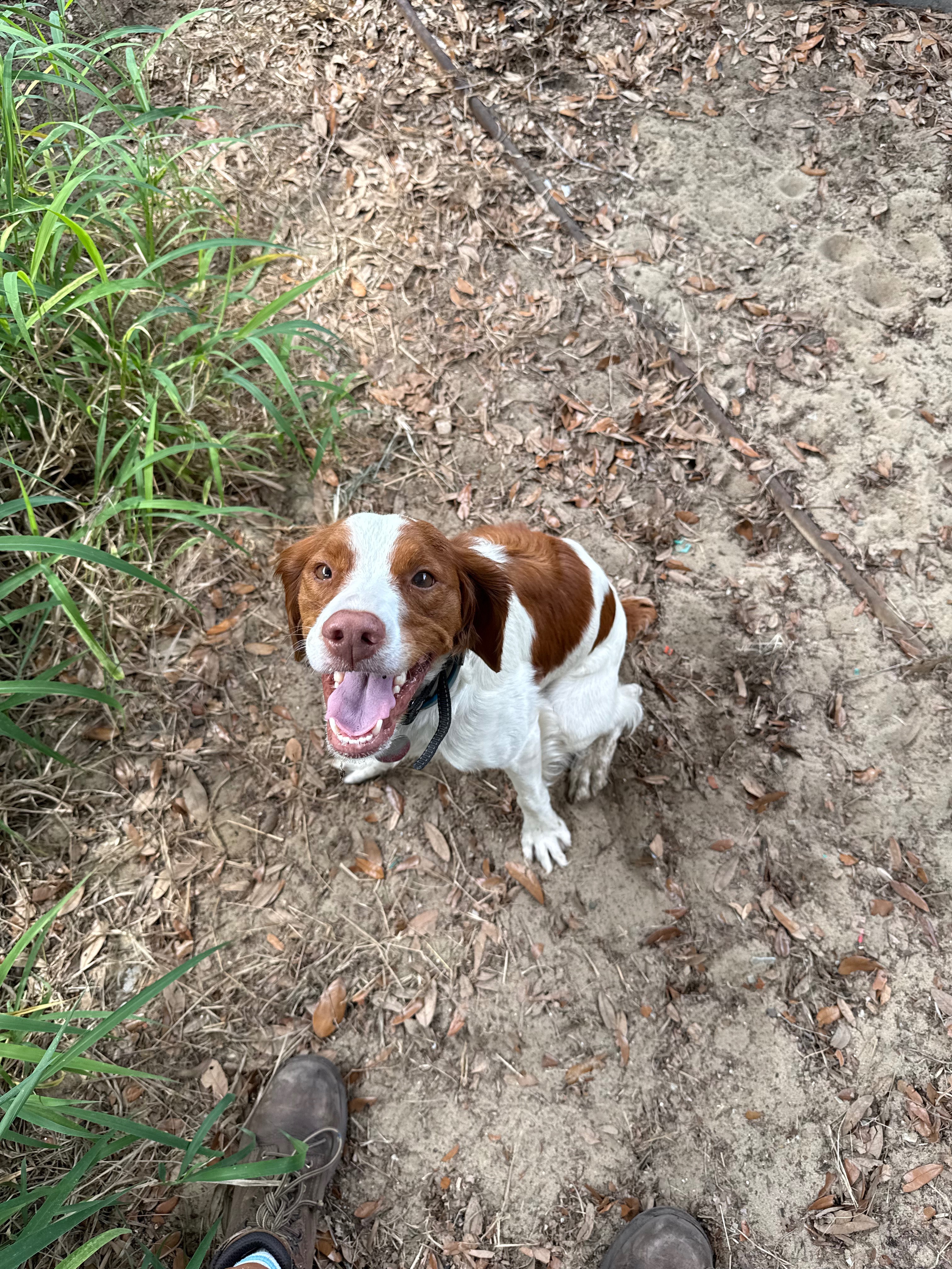 Help Kola Recover from Her Severe Injury campaign photo, 5 of 8