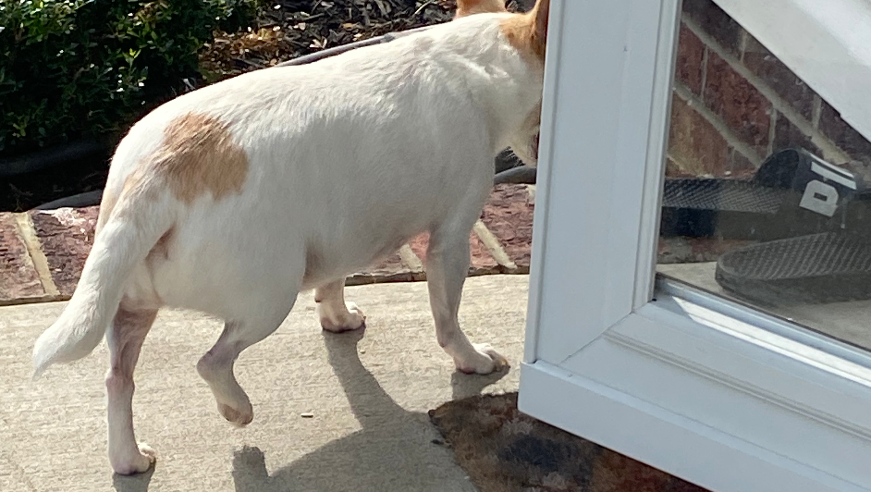 Mercedes' Surgery: A Step Toward Healing photo