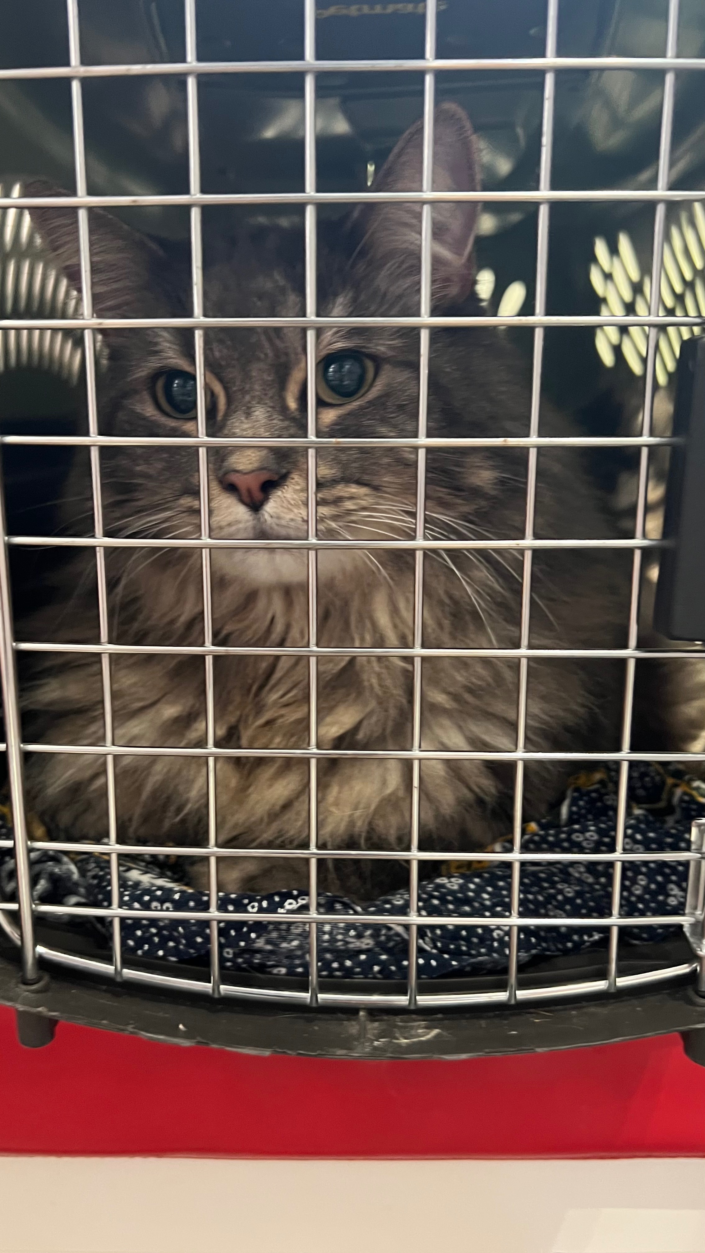 Help us cover the costs of shadow’s operation costs! campaign photo, 7 of 8