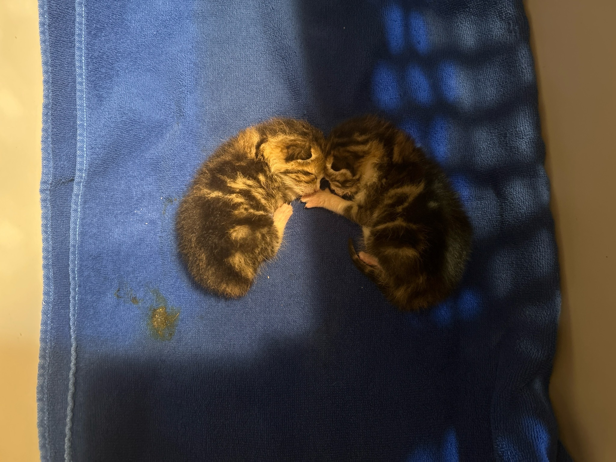 Lil' Bean Kitten Rescue campaign photo, 7 of 8