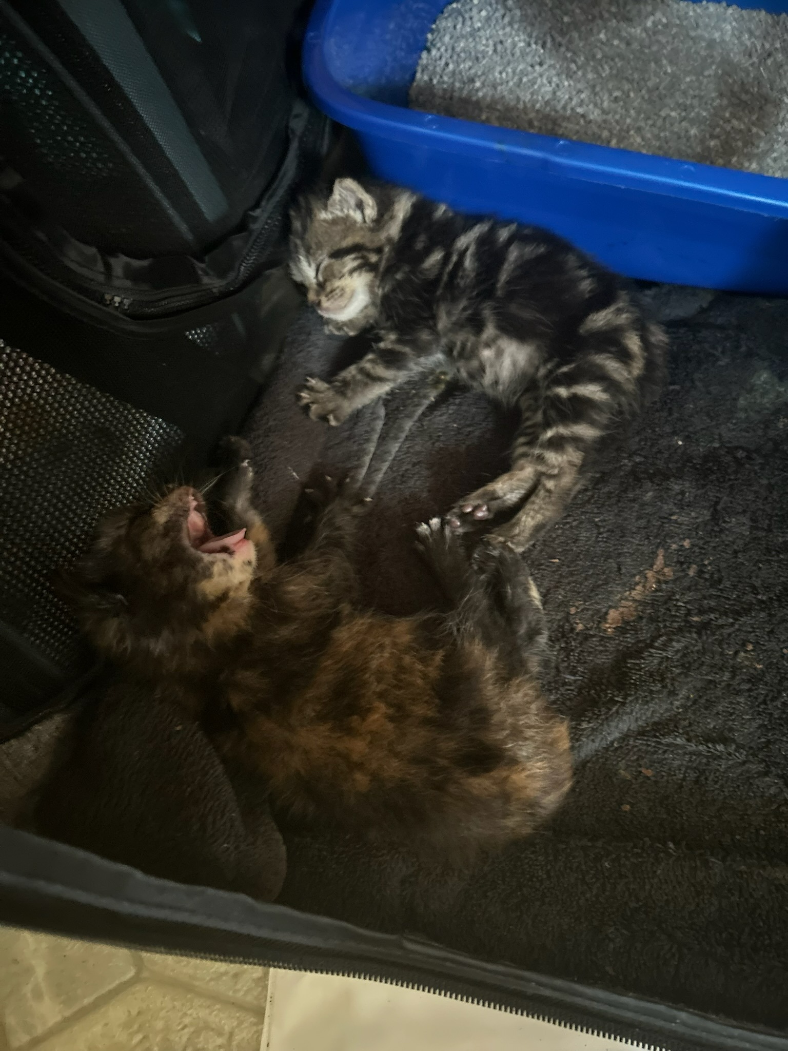Lil' Bean Kitten Rescue campaign photo, 2 of 8