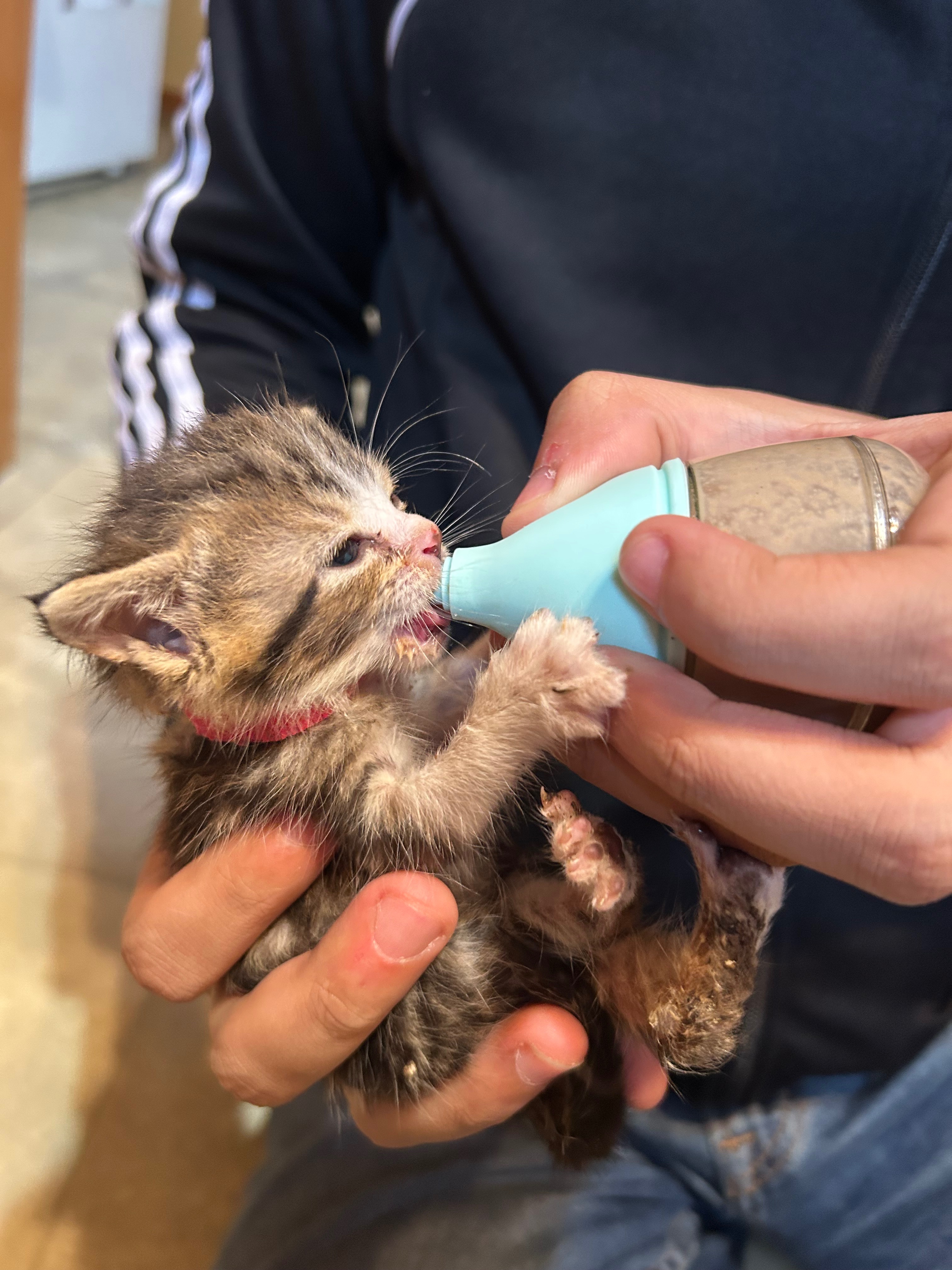 Lil' Bean Kitten Rescue campaign photo, 4 of 8