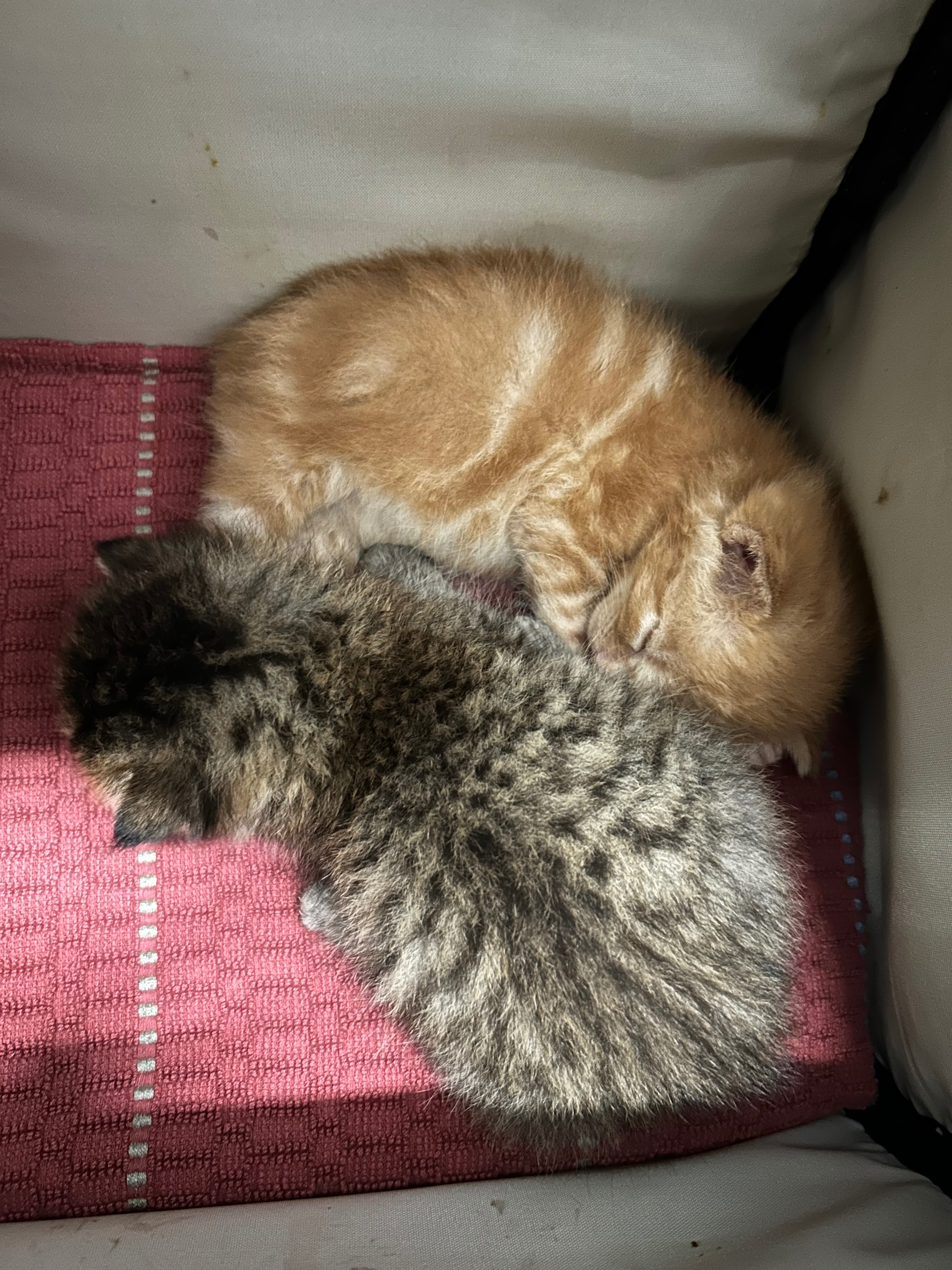 Lil' Bean Kitten Rescue campaign photo, 5 of 8