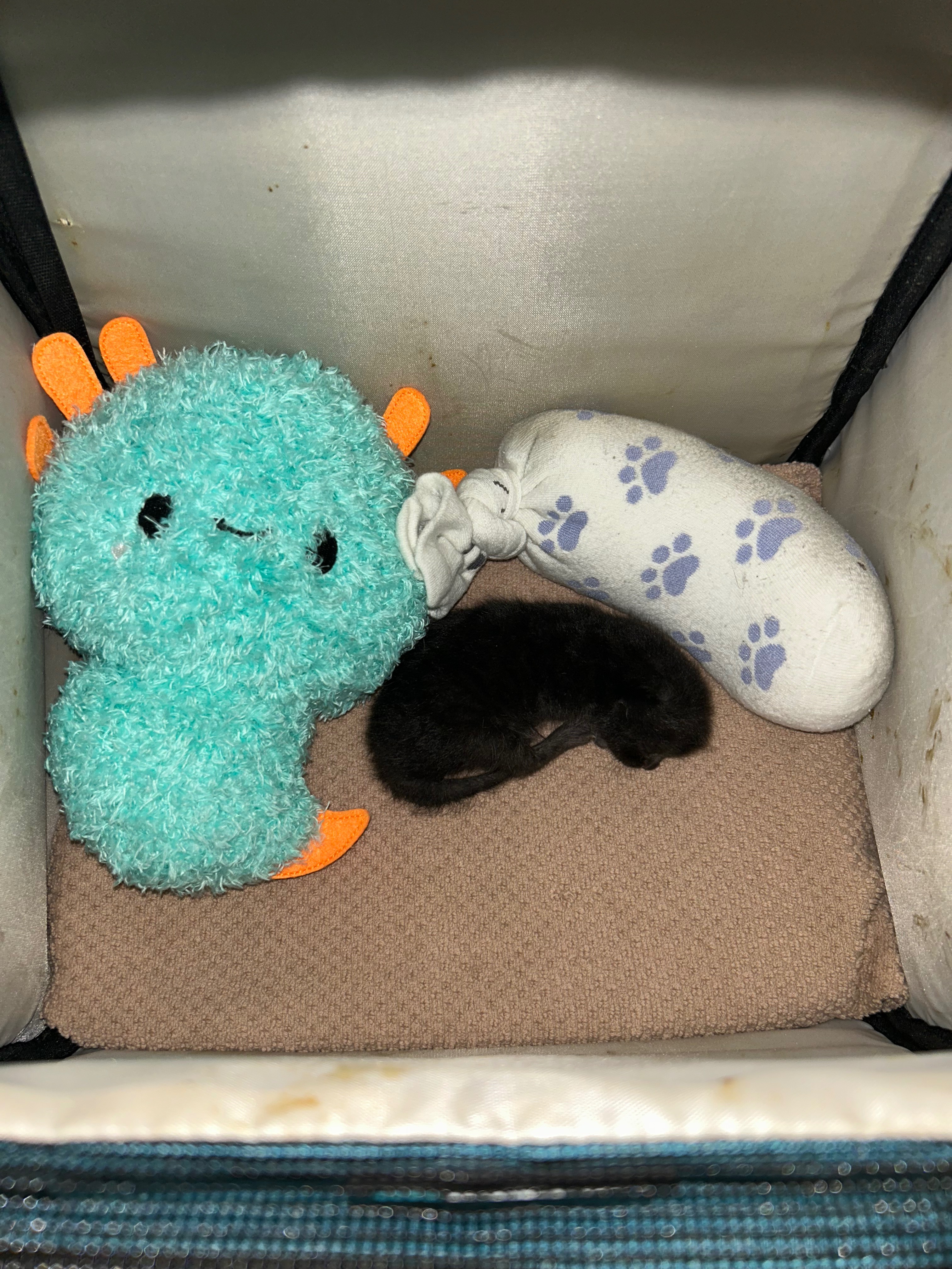 Lil' Bean Kitten Rescue campaign photo, 6 of 8