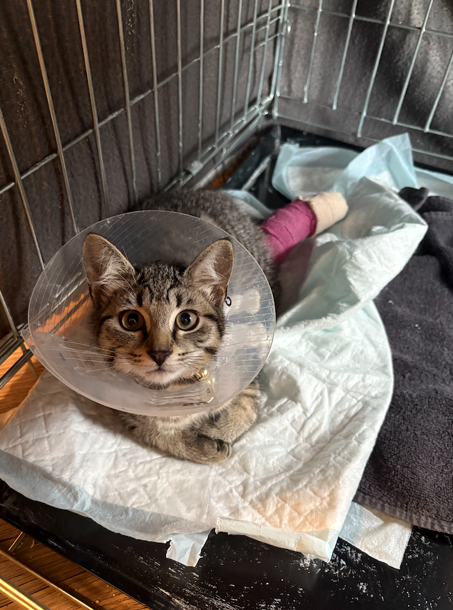 Donate to River's Recovery Journey campaign photo, 5 of 6