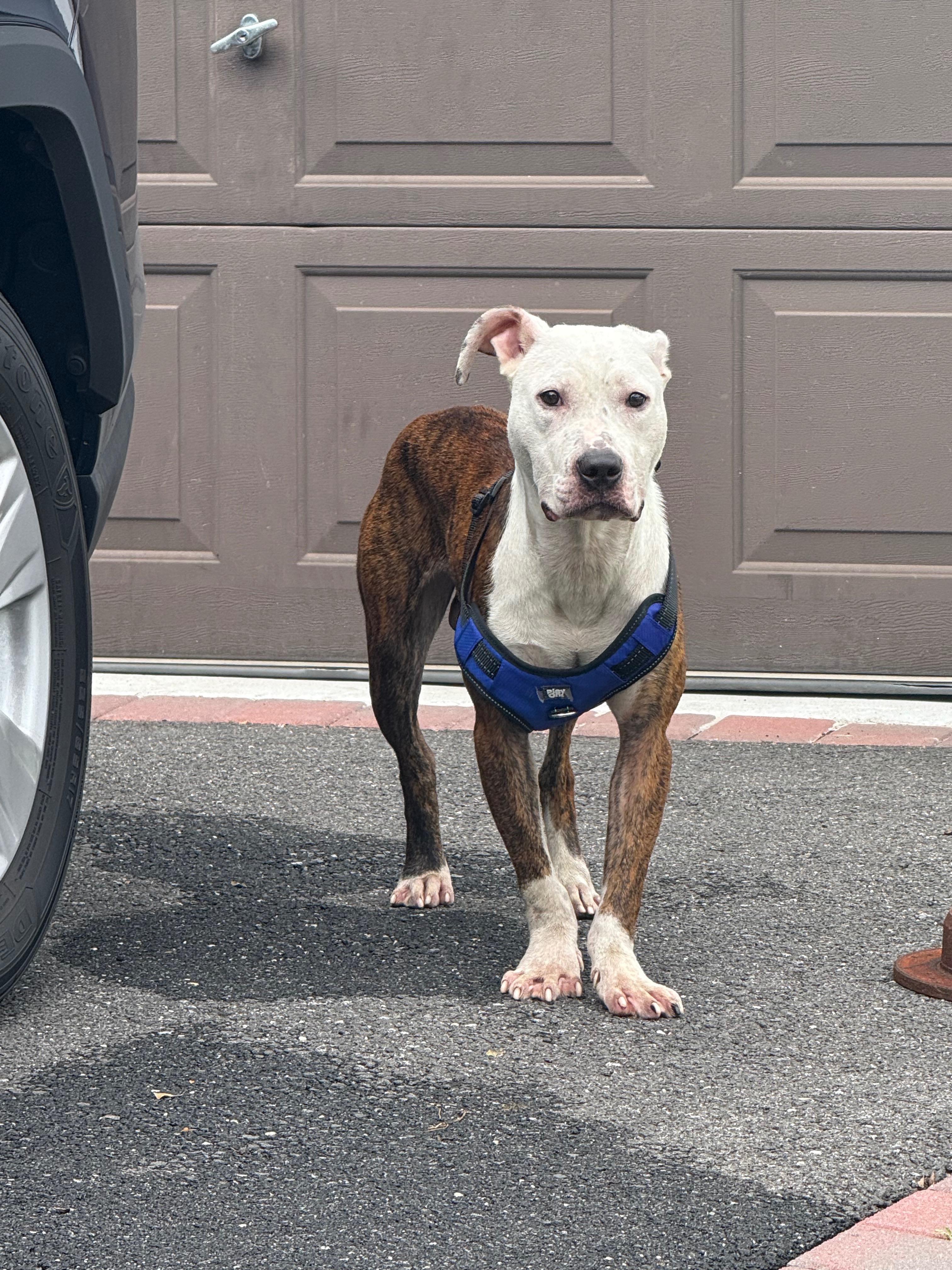 Donate to Heal Rufus: From Streets to Safety campaign photo, 7 of 8