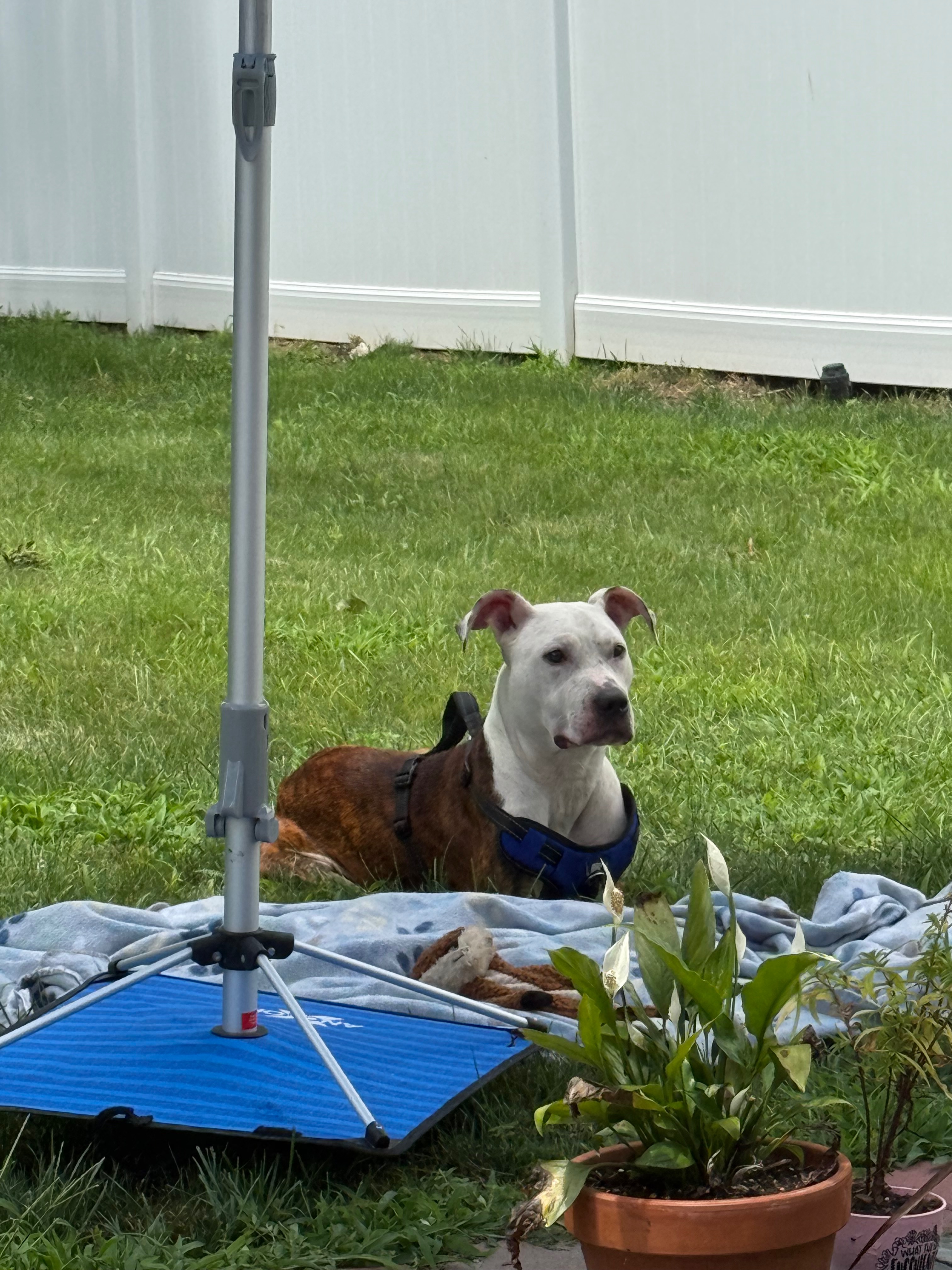 Donate to Heal Rufus: From Streets to Safety campaign photo, 2 of 8