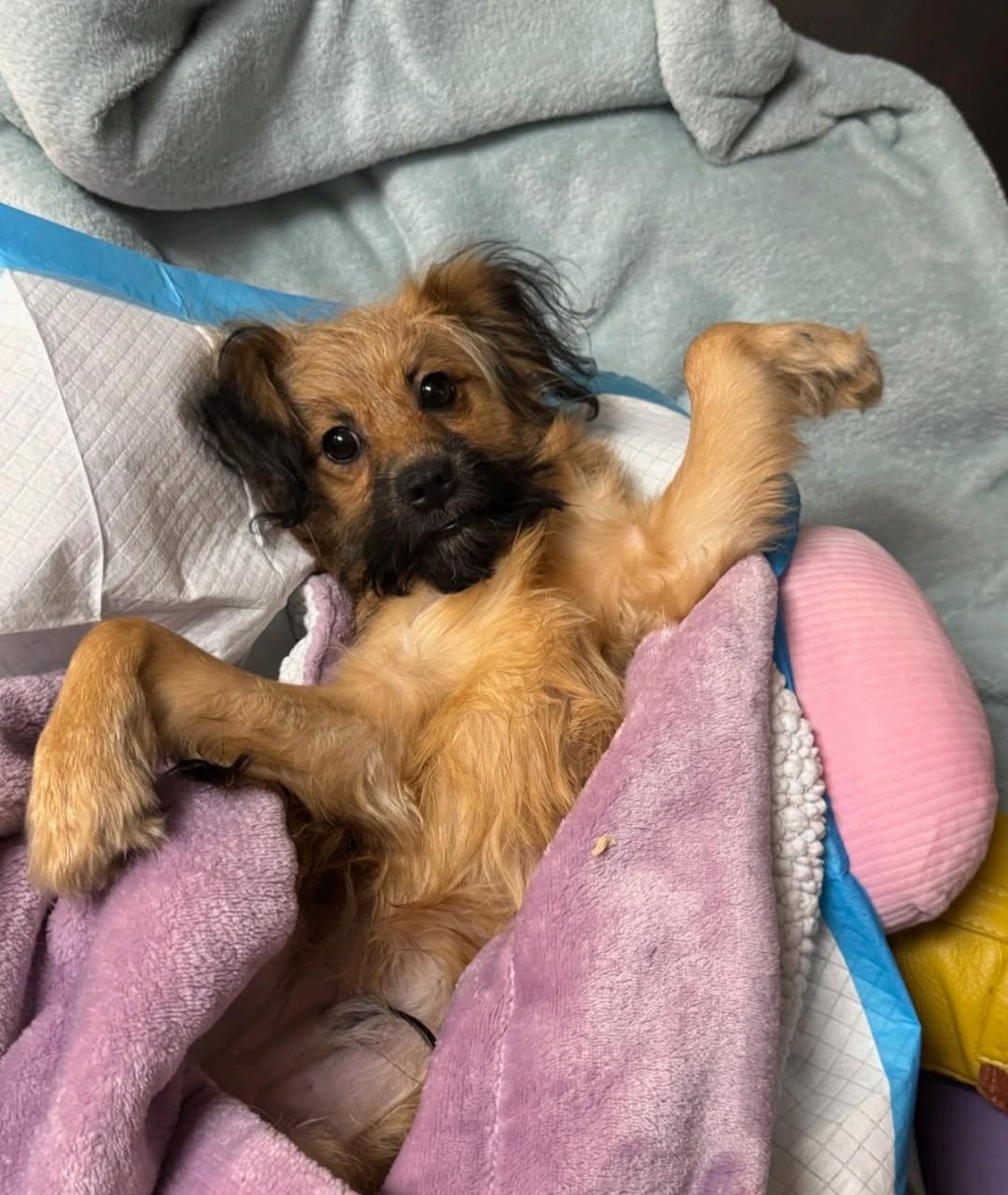 A Torrington Stray Pup's Healing Journey campaign photo, 7 of 8
