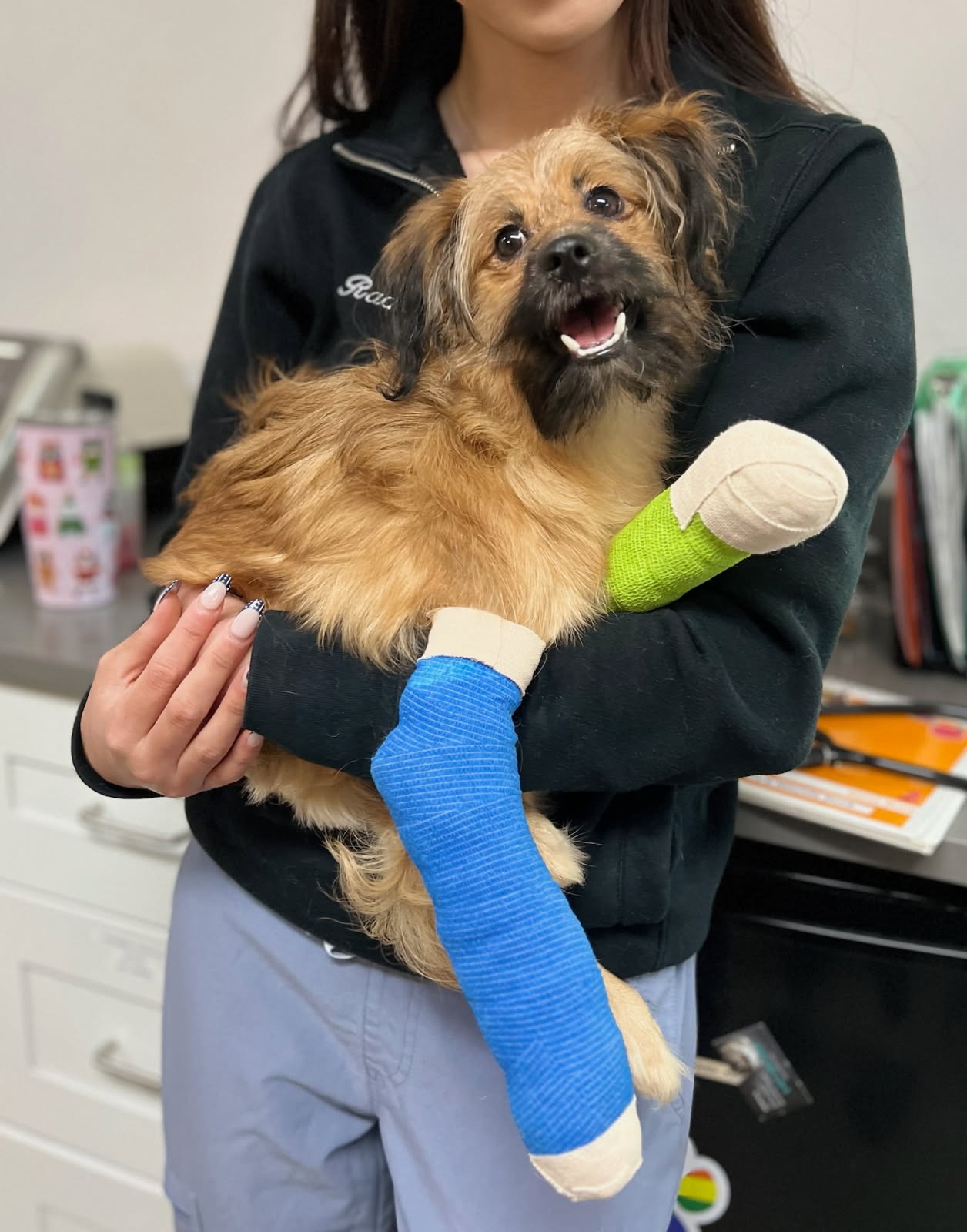 A Torrington Stray Pup's Healing Journey campaign photo, 6 of 8