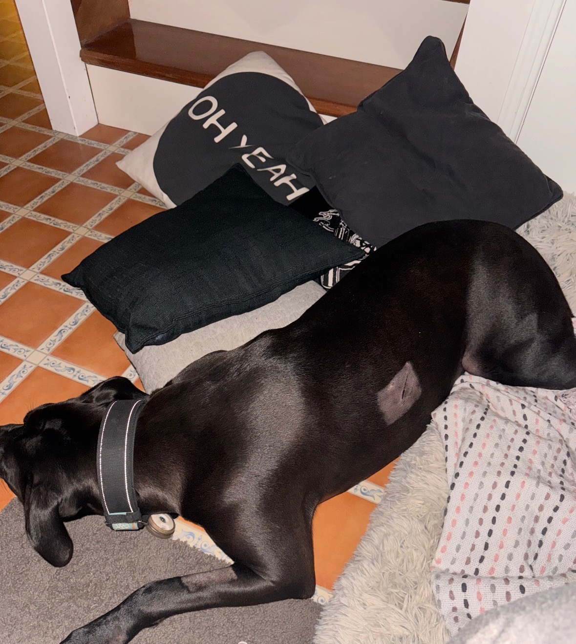 SAVE ROSCOE'S LEG campaign photo, 6 of 7