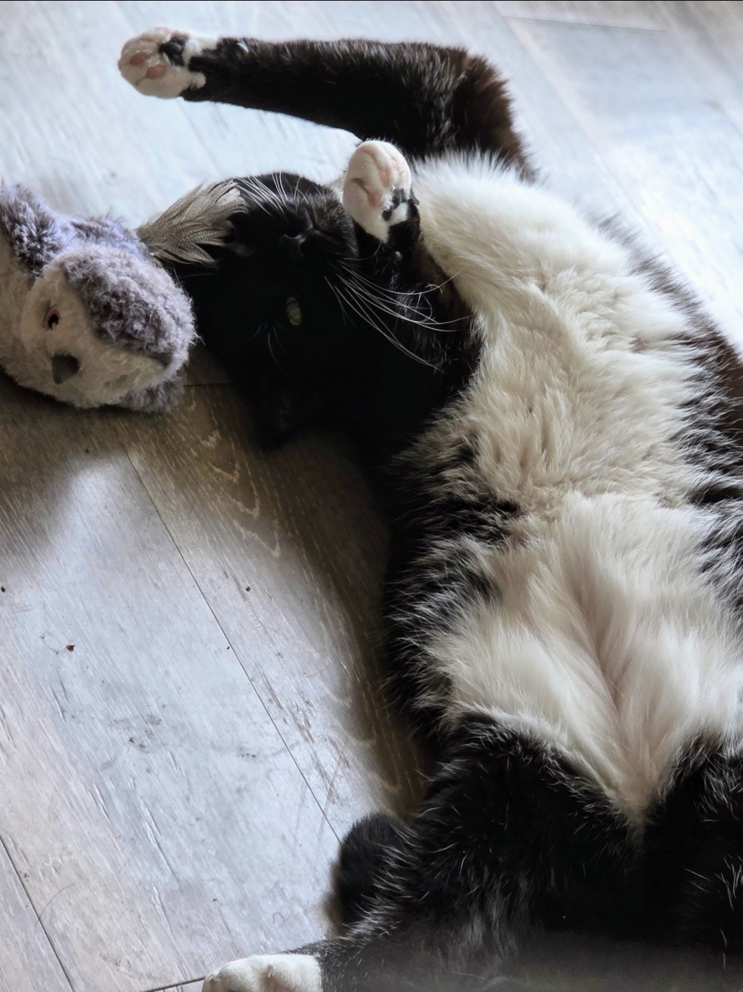 Help me give Morgana a Pain-Free Life campaign photo, 2 of 7