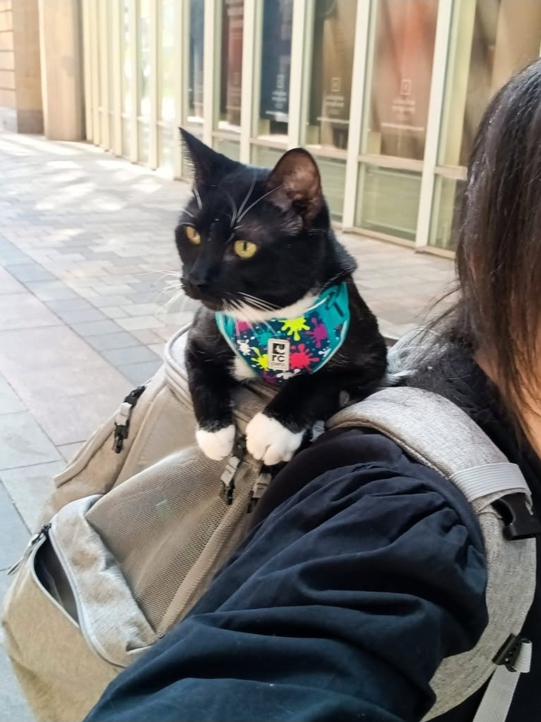 Help me give Morgana a Pain-Free Life campaign photo, 4 of 7