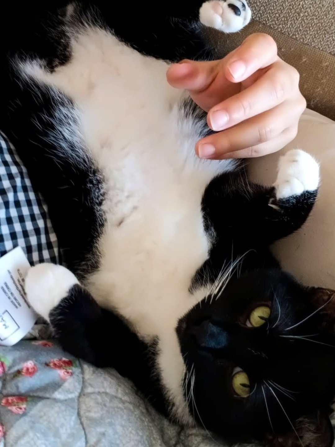 Help me give Morgana a Pain-Free Life campaign photo, 5 of 7