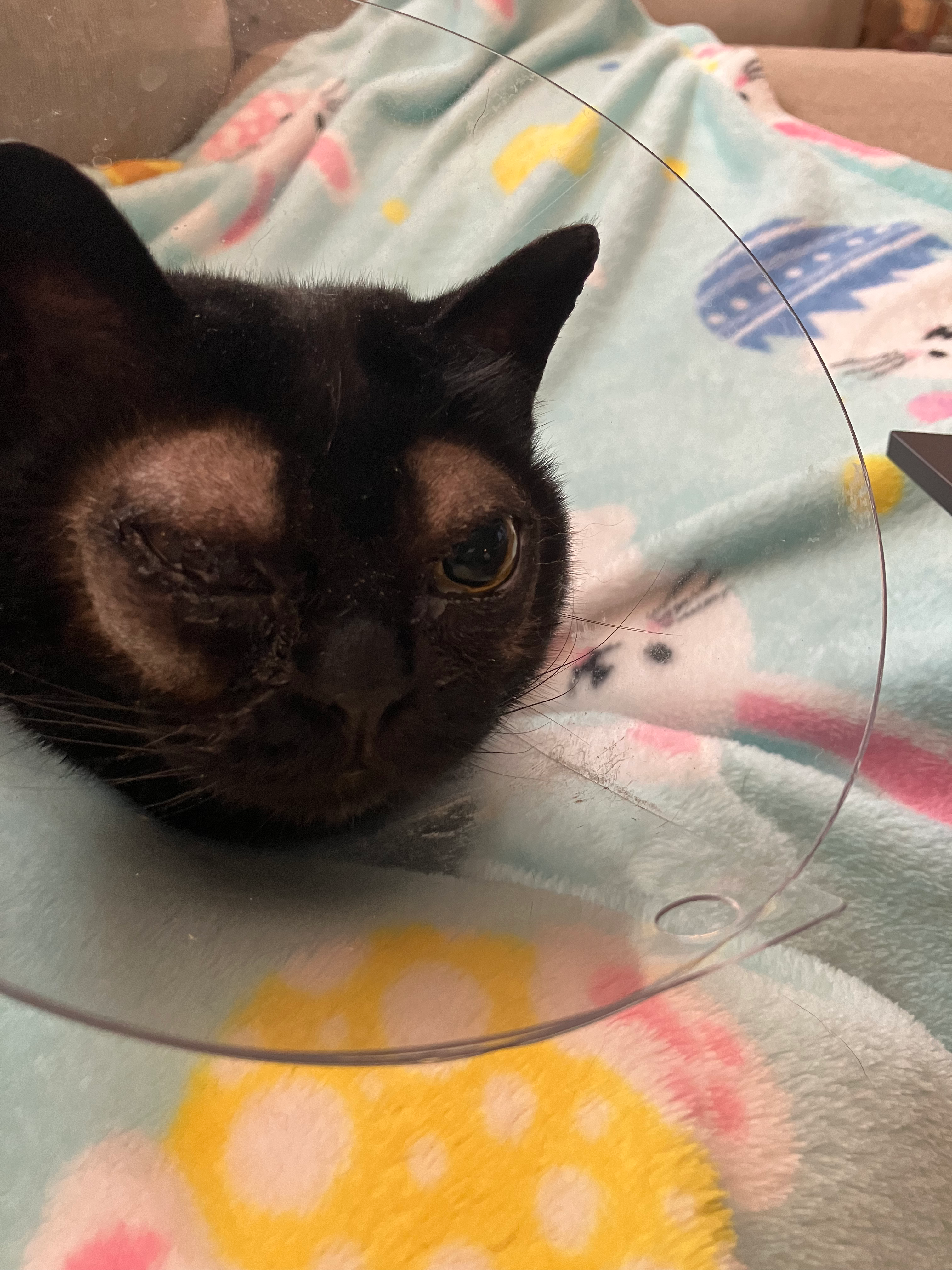 Help Sissy Afford Emergency Eye Surgery campaign photo, 2 of 8