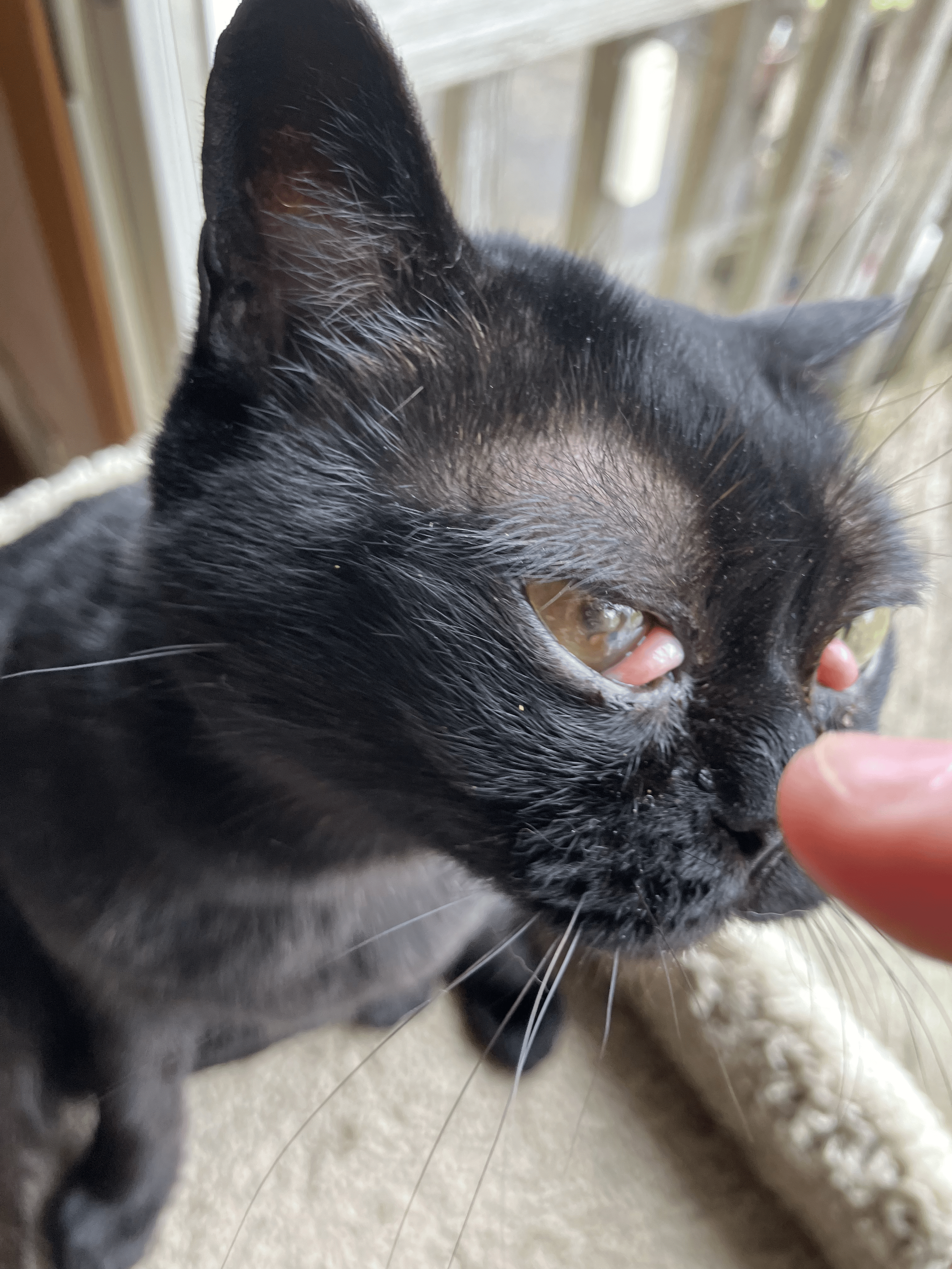 Help Sissy Afford Emergency Eye Surgery campaign photo, 5 of 8