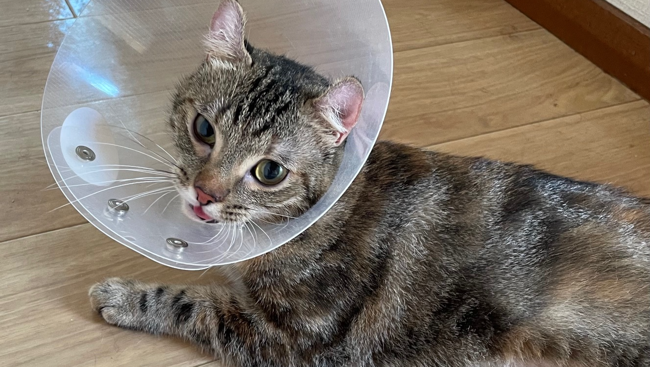 Photo inspiration: Gallery Detail: Fundraiser By Jaclyn Carilli Emergency Spaying Surgery Expenses For