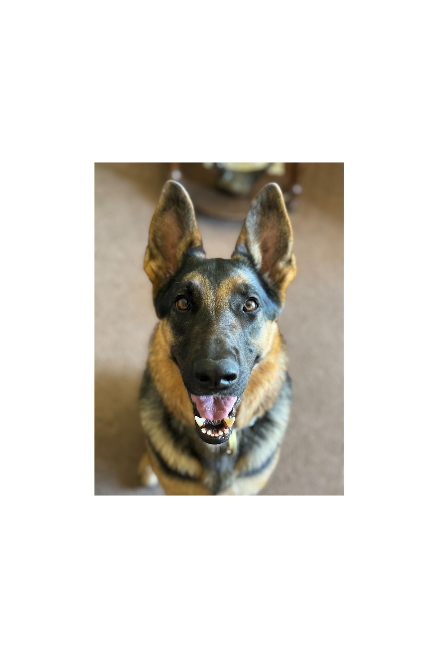 Help Luna Breathe Easy Again: Surgery Needed campaign photo, 7 of 8