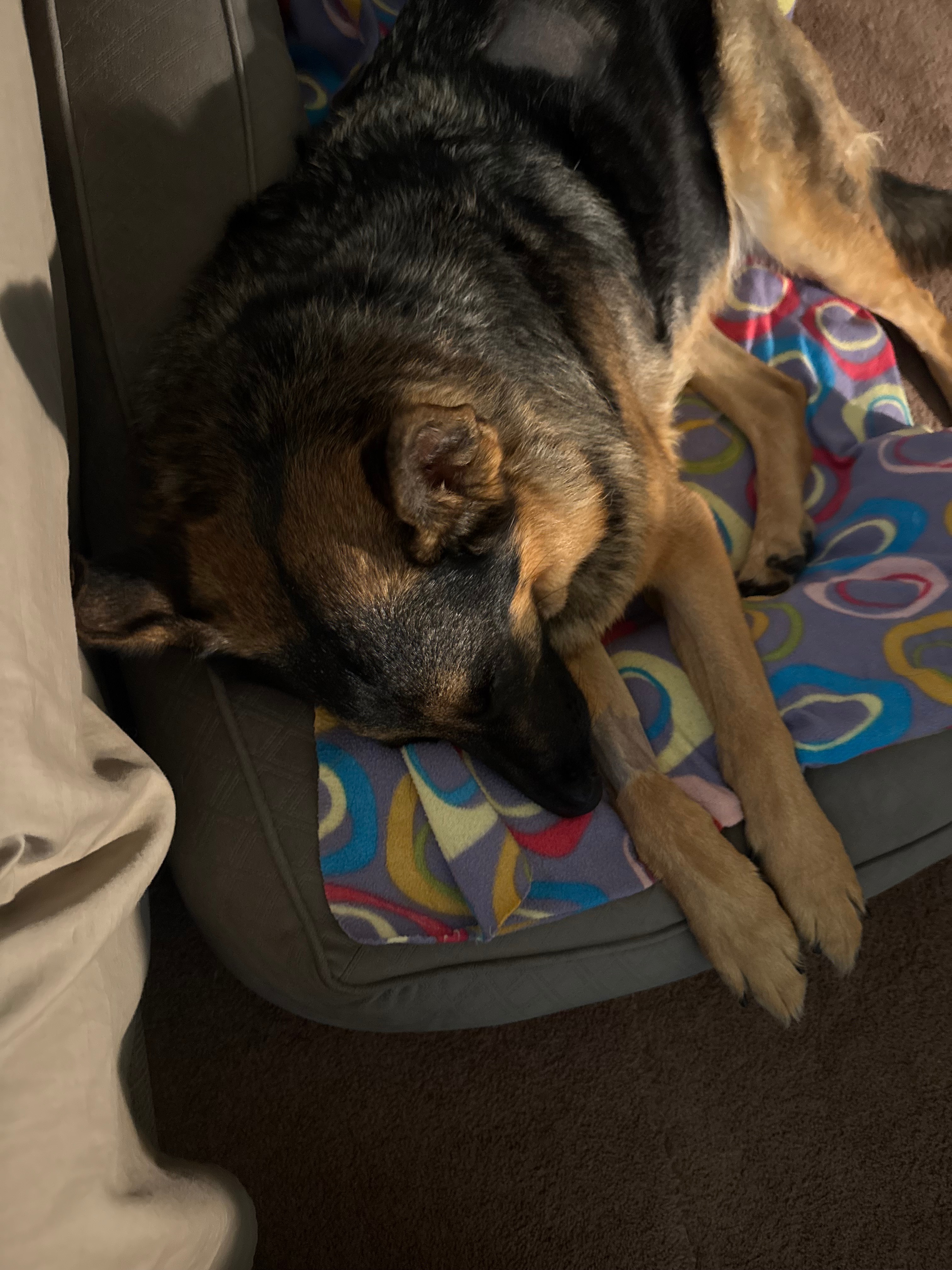 Help Luna Breathe Easy Again: Surgery Needed campaign photo, 2 of 8