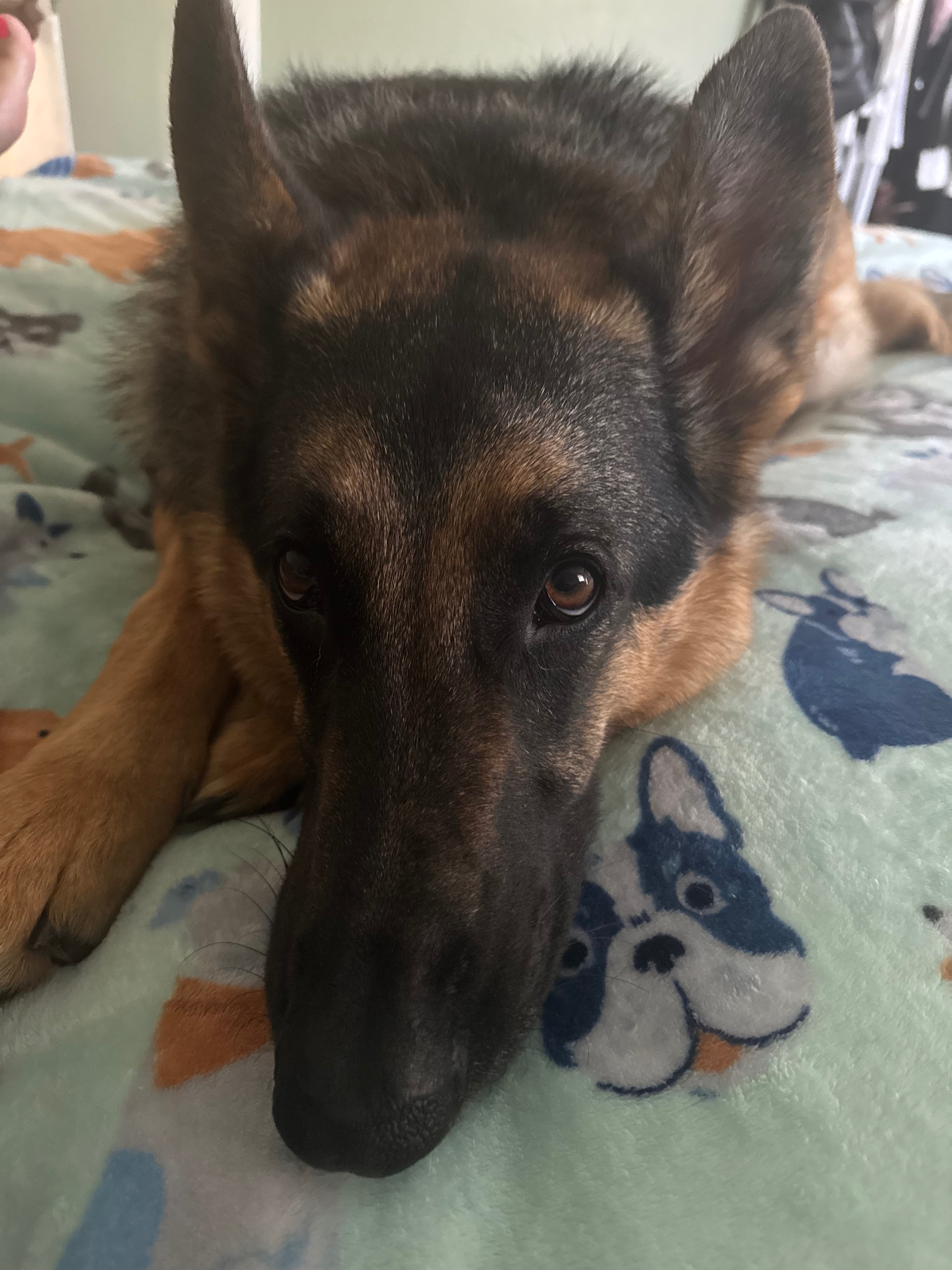 Help Luna Breathe Easy Again: Surgery Needed campaign photo, 4 of 8