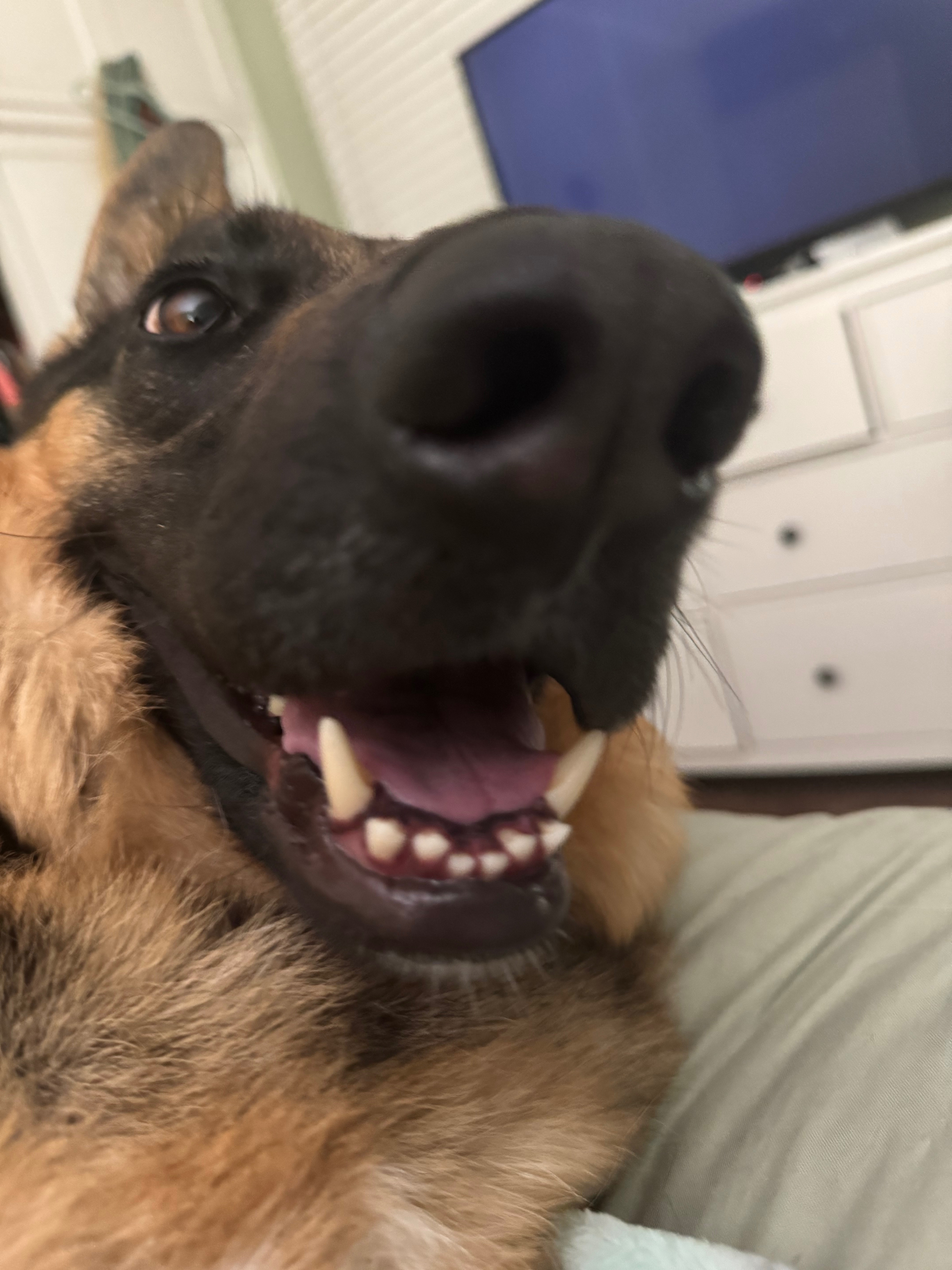 Help Luna Breathe Easy Again: Surgery Needed campaign photo, 5 of 8