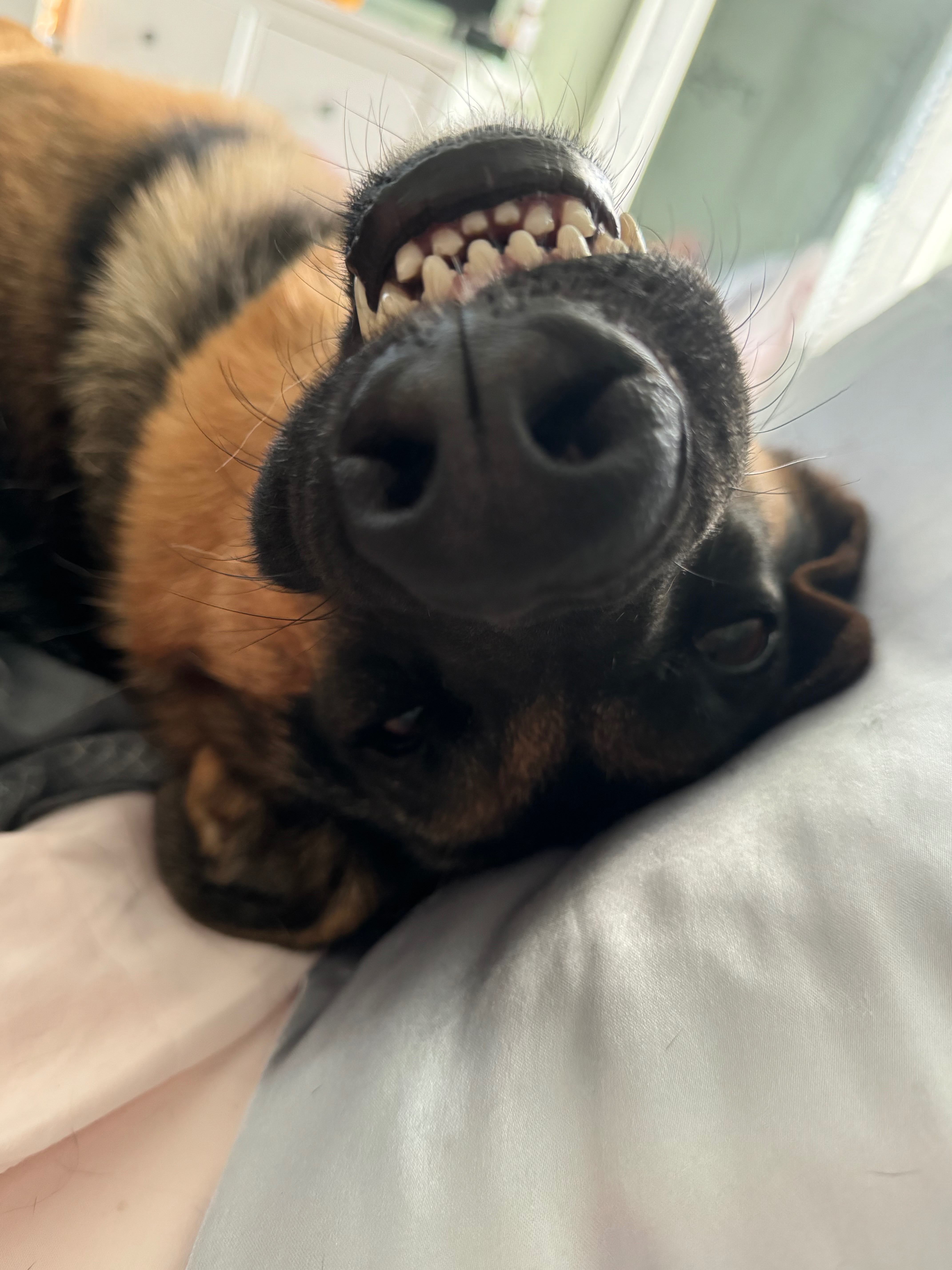 Help Luna Breathe Easy Again: Surgery Needed campaign photo, 6 of 8
