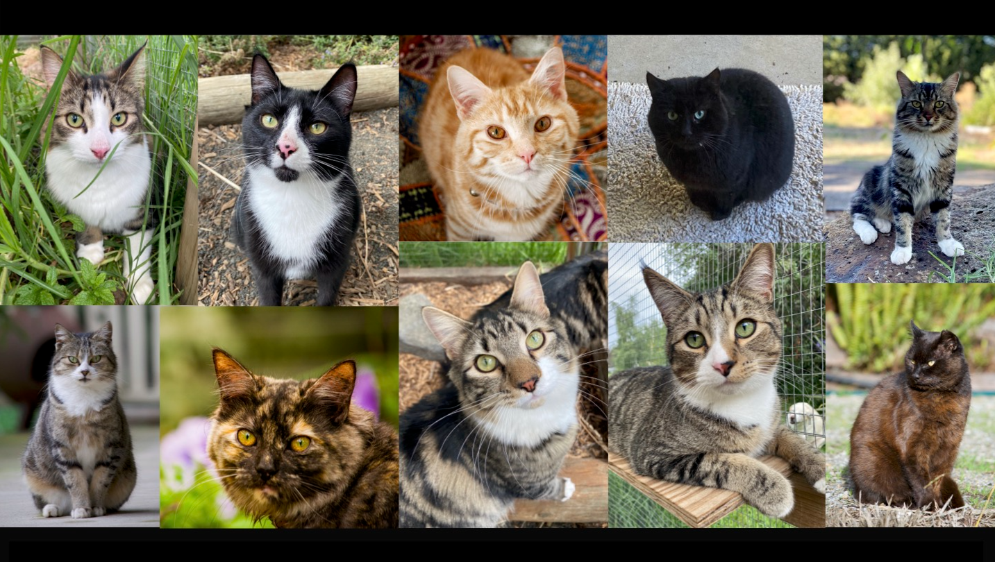 Help Us Build Safe Outdoor Enclosures for Our Rescued Cats photo