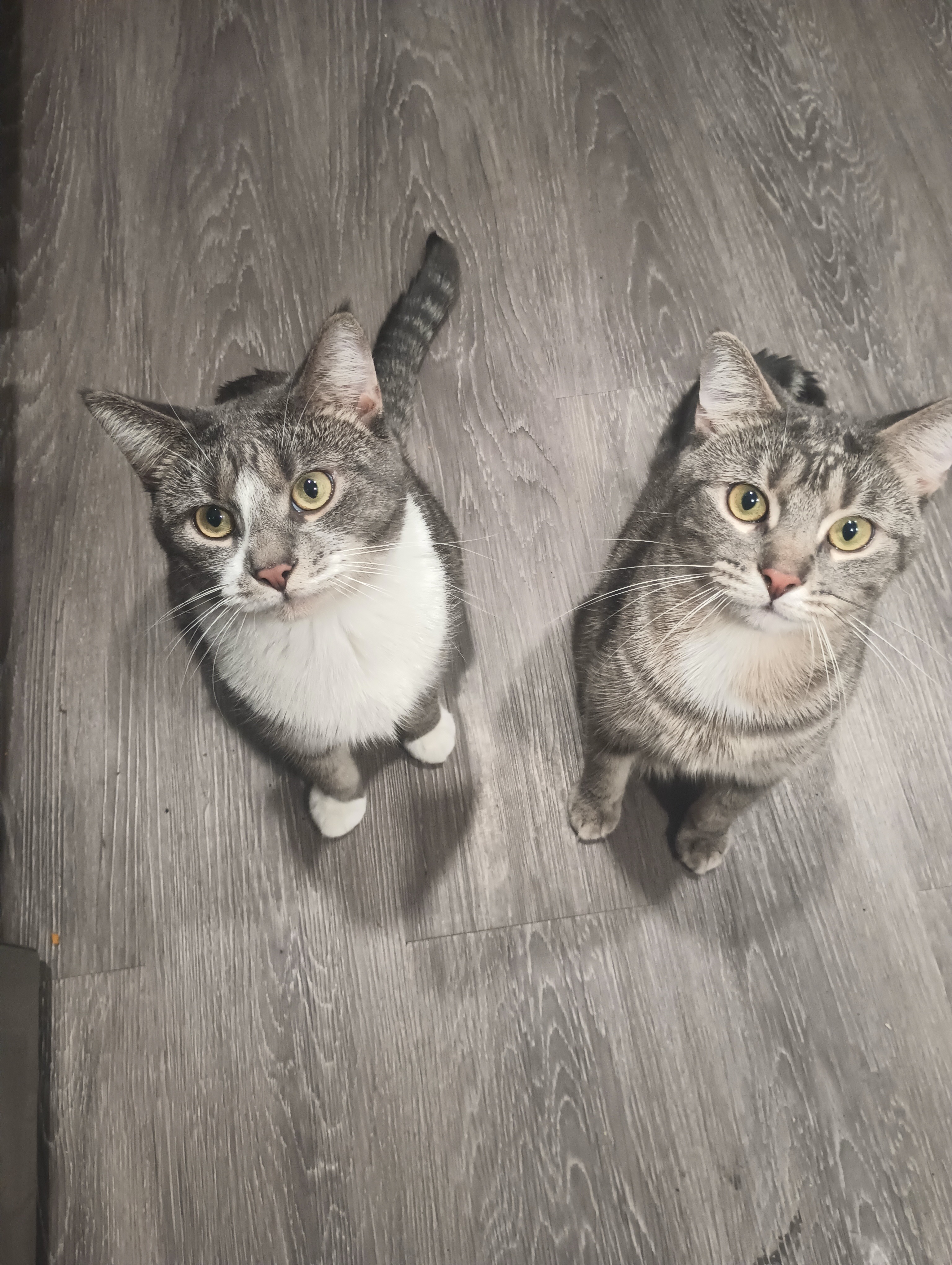 Support OD Perry's Urgent Vet Treatment campaign photo, 5 of 6
