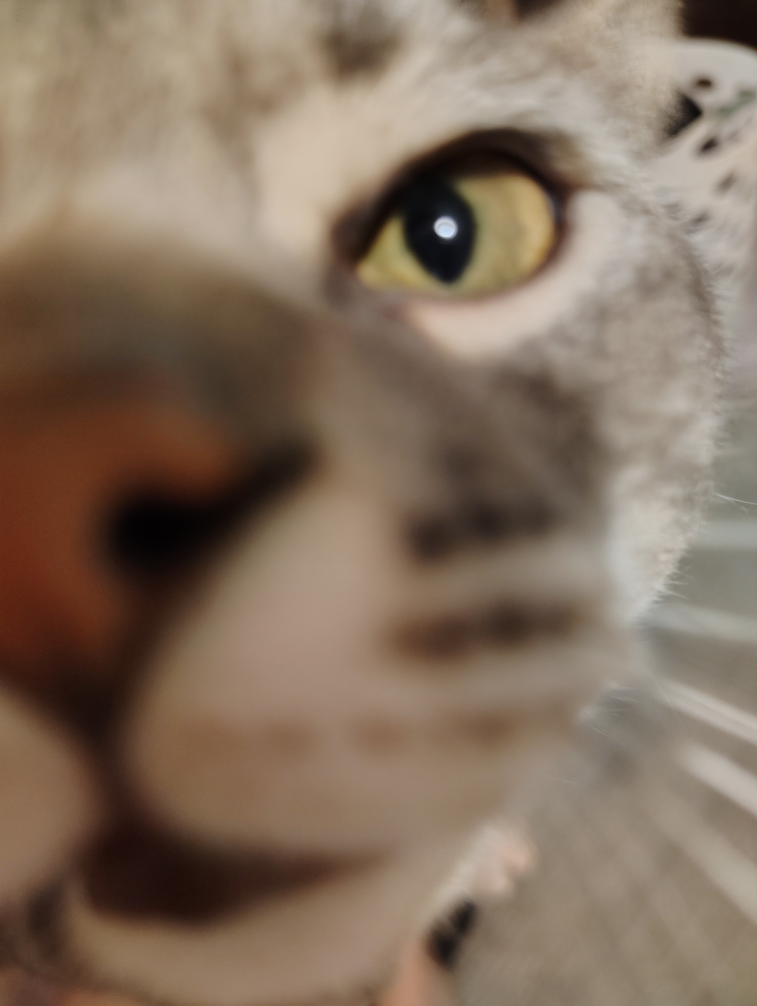 Support OD Perry's Urgent Vet Treatment campaign photo, 2 of 6
