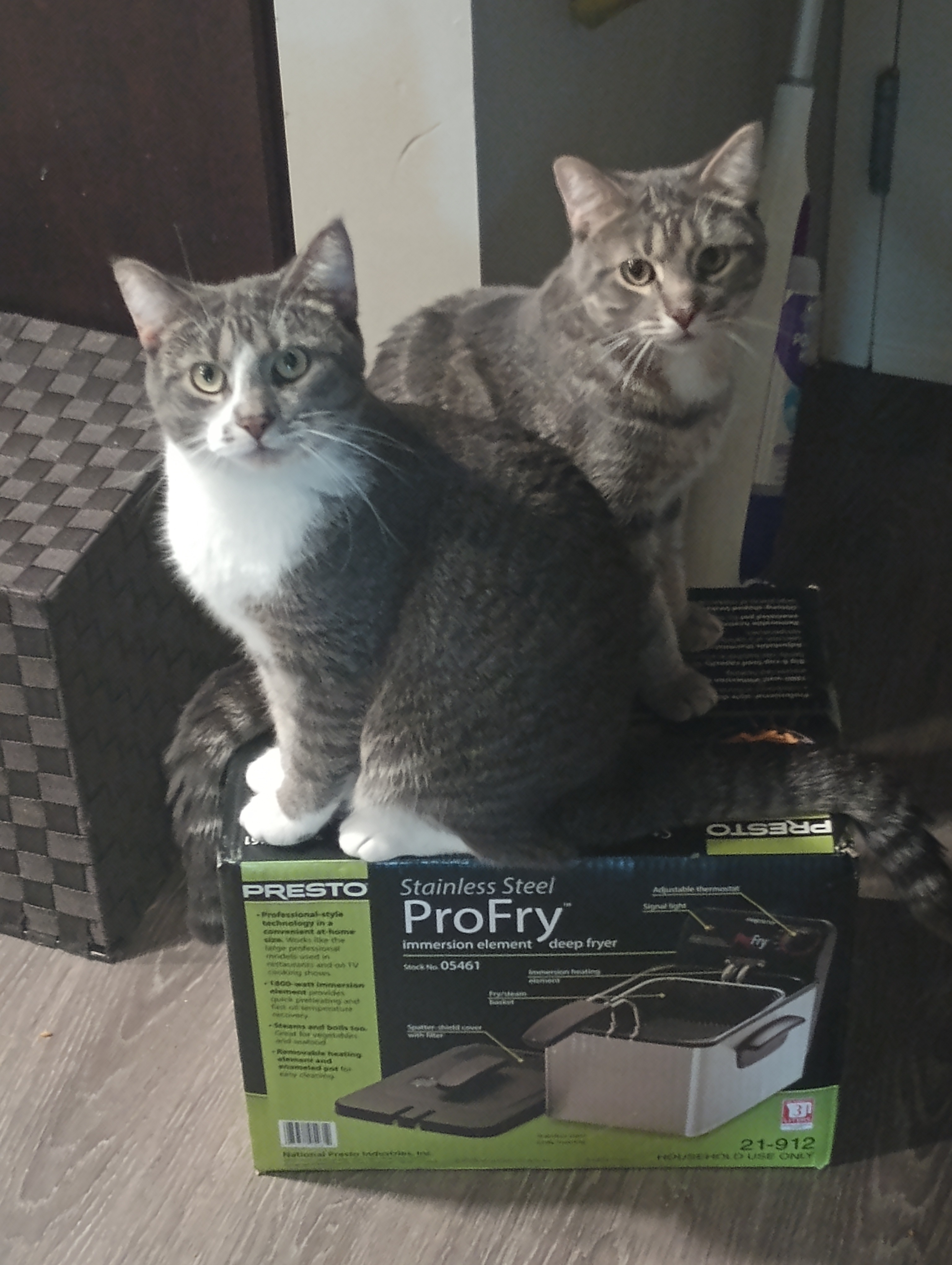 Support OD Perry's Urgent Vet Treatment campaign photo, 4 of 6
