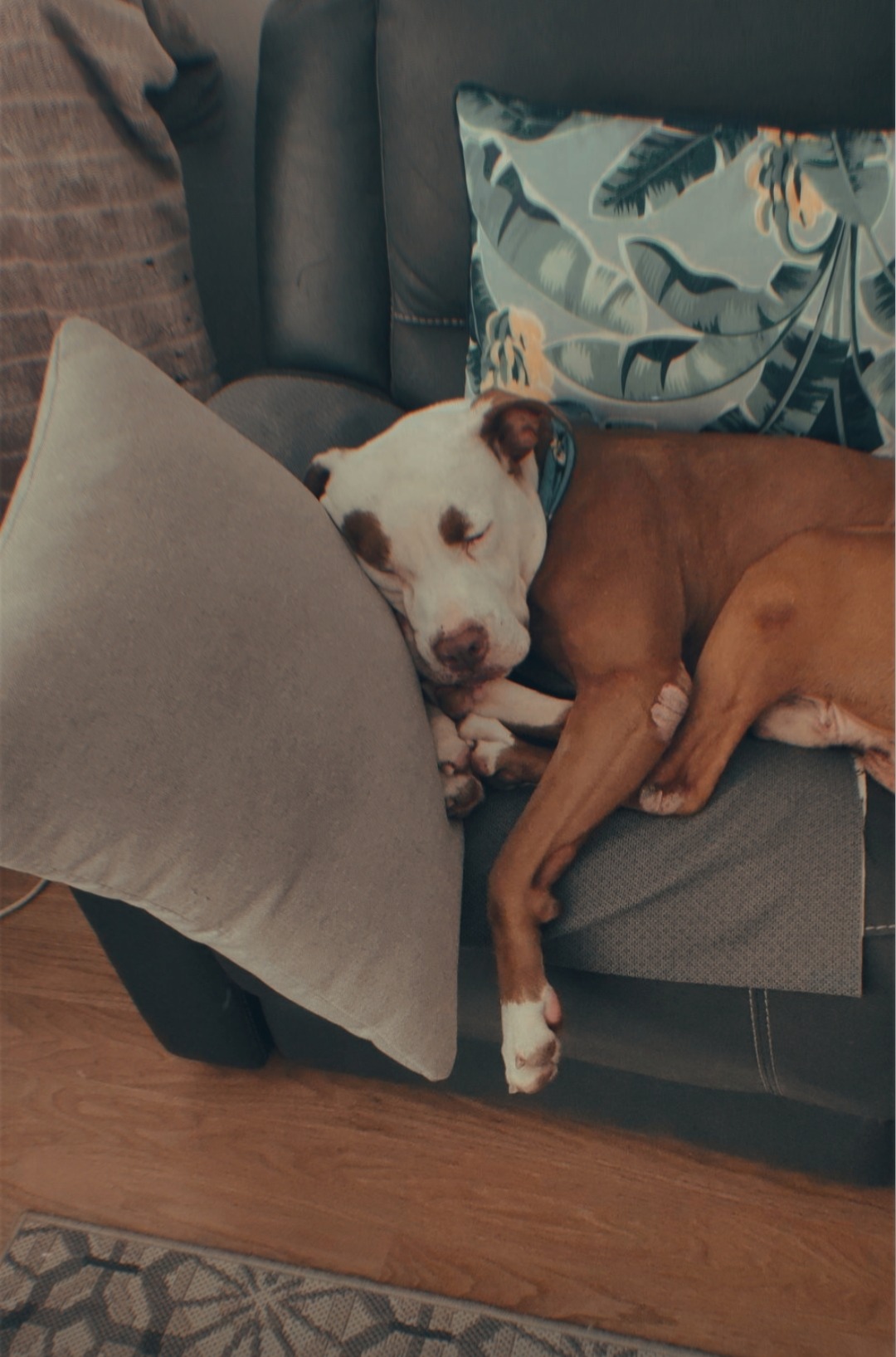 Atticus' End of Life Care campaign photo, 5 of 8