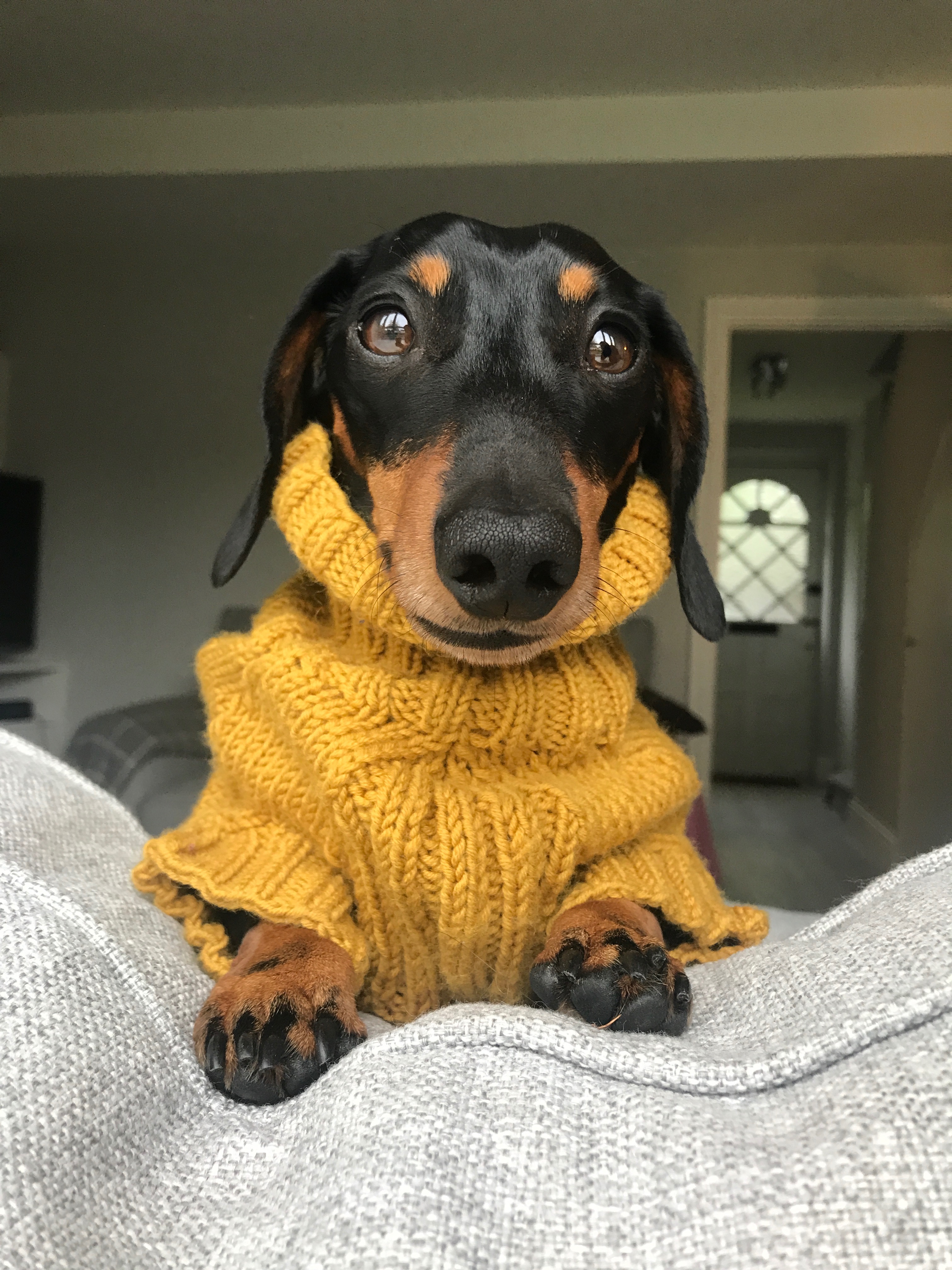 Monty needs help! campaign photo, 2 of 4