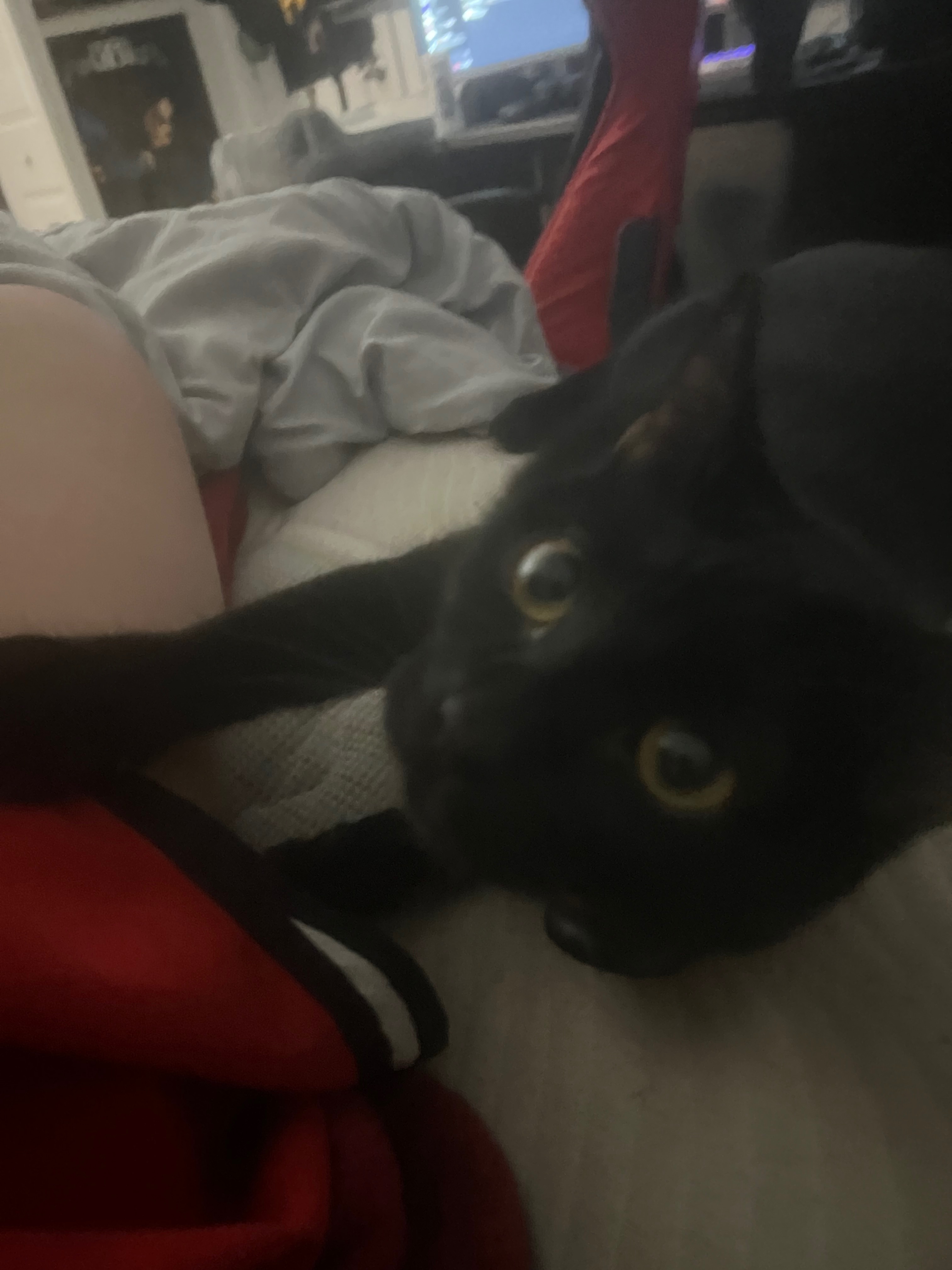 Help Cremate and Bury a Beloved Pet campaign photo, 2 of 8