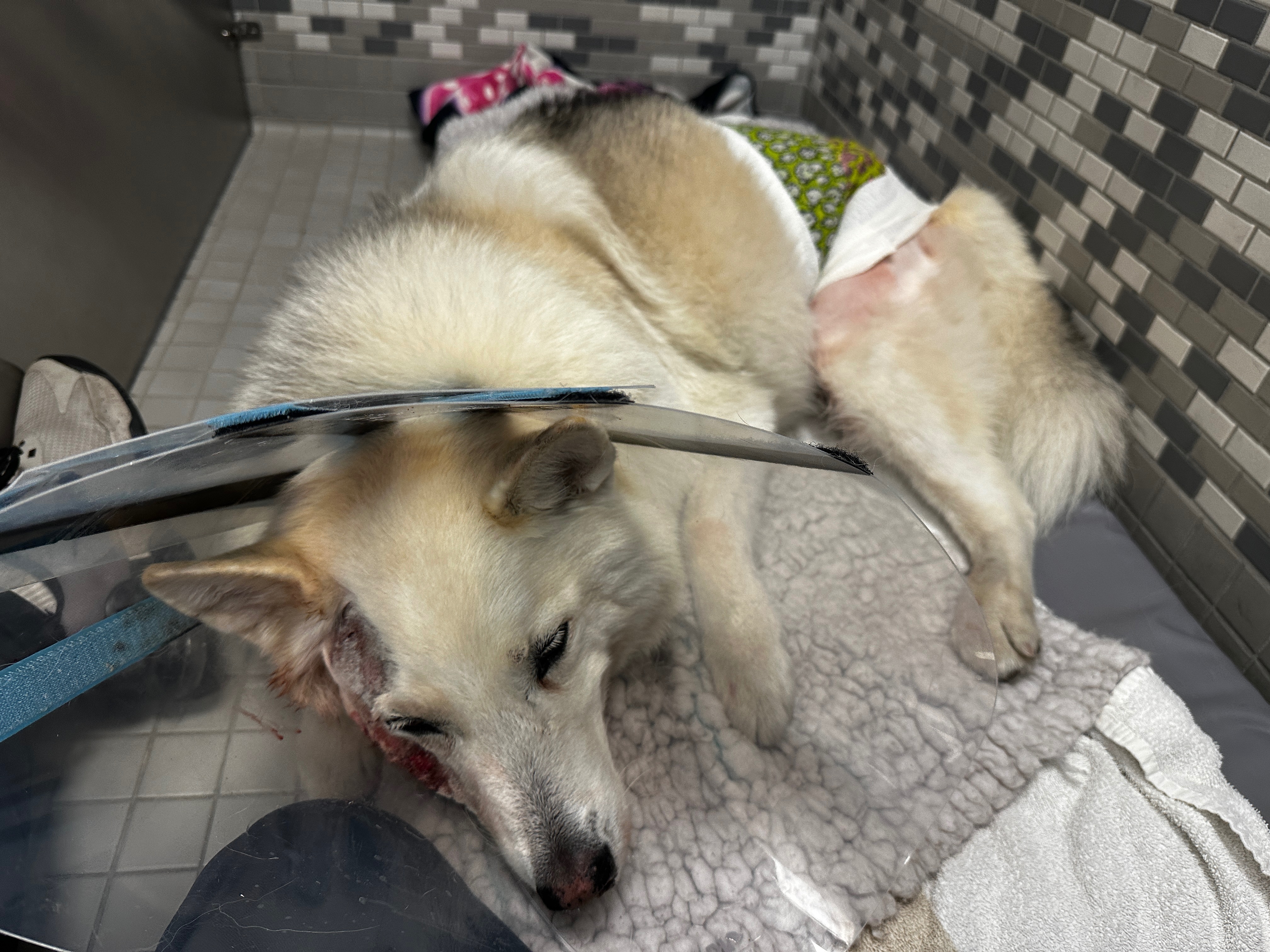 Help with Roman the Husky’s vet bills after a dog attack campaign photo, 5 of 8
