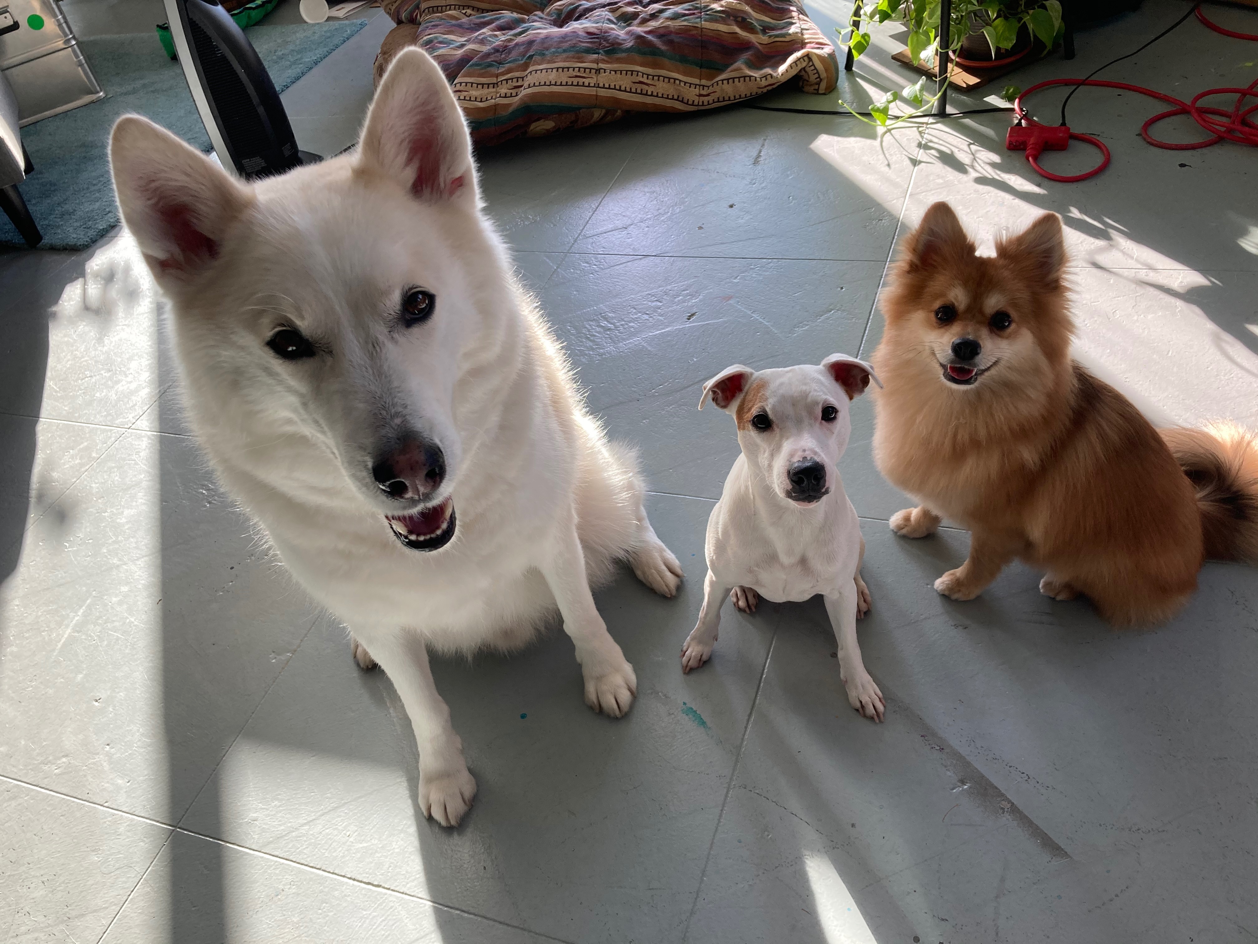 Help with Roman the Husky’s vet bills after a dog attack campaign photo, 6 of 8