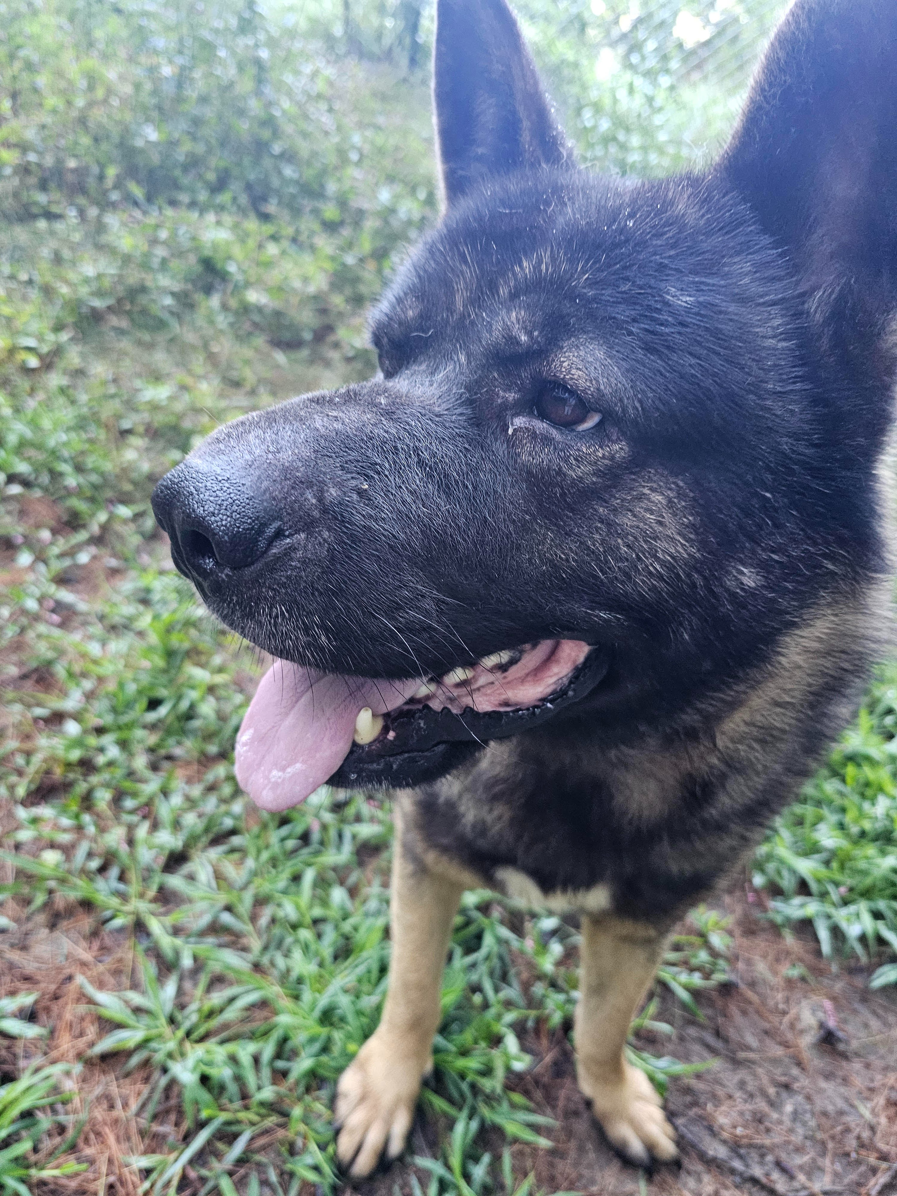 Aid Bailey: Swollen Nose and Vet Visit campaign photo, 2 of 4